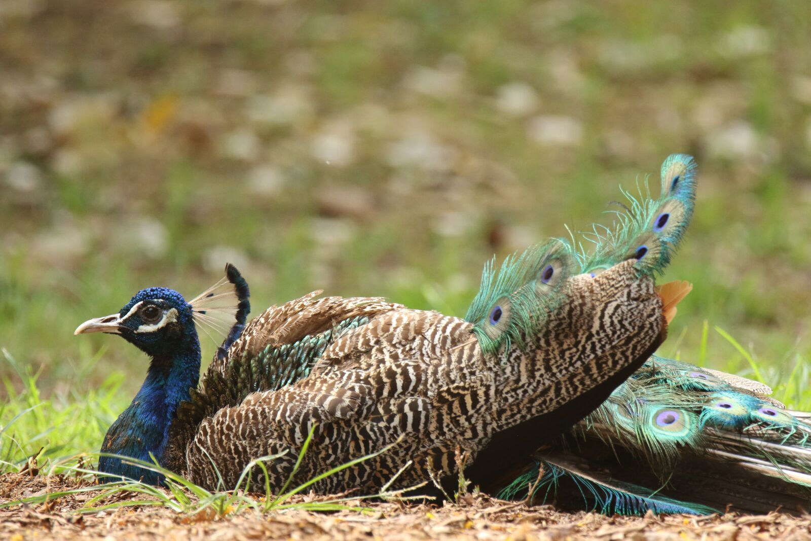 Canon EOS 7D Mark II sample photo. Peacock, resting, grass photography