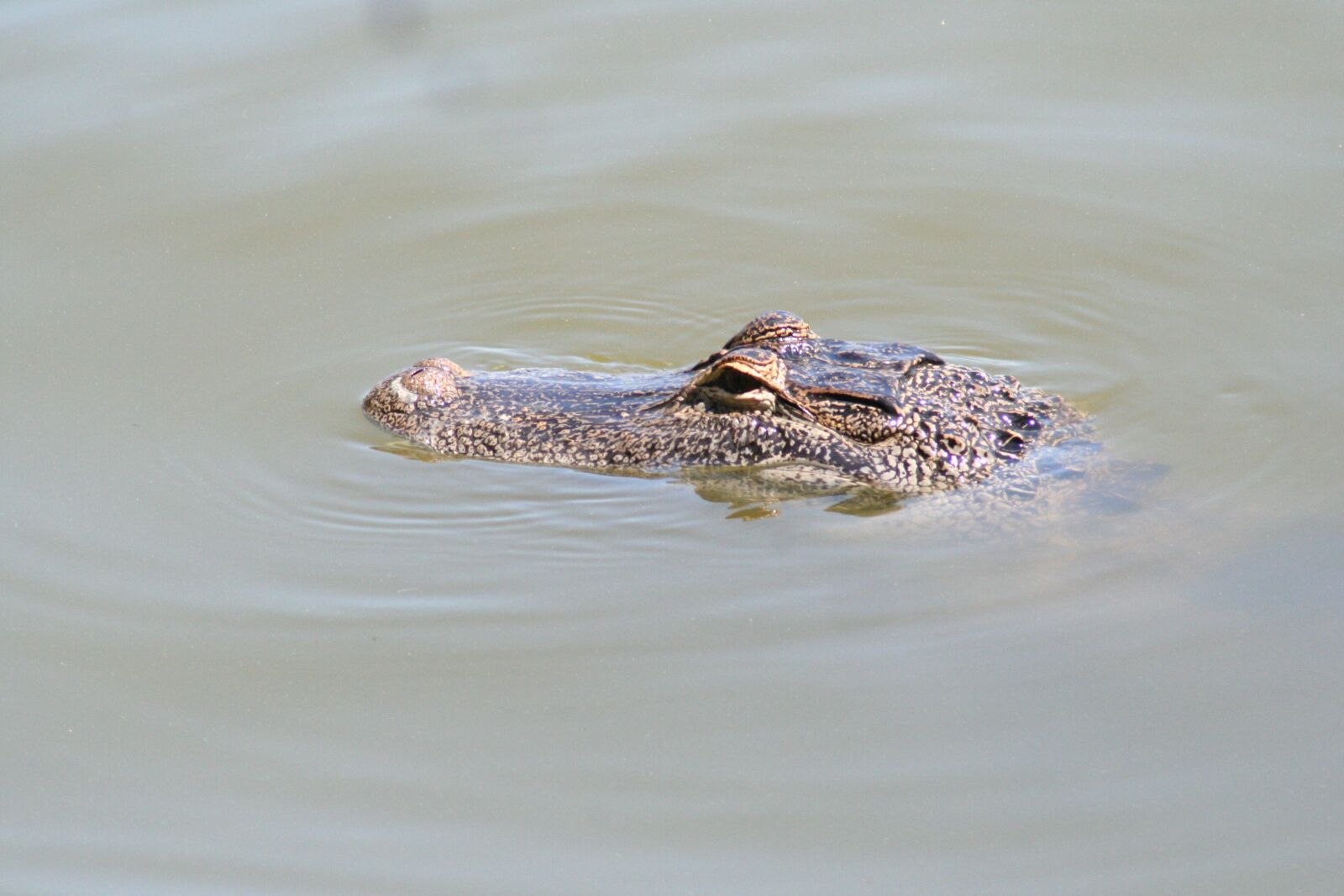 Canon EOS 350D (EOS Digital Rebel XT / EOS Kiss Digital N) sample photo. Alligator, florida, gator photography