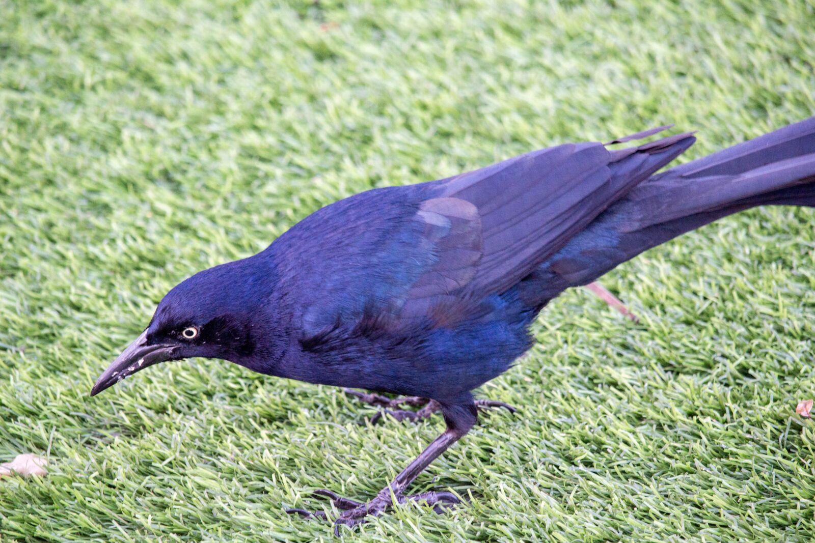 Canon EOS 700D (EOS Rebel T5i / EOS Kiss X7i) sample photo. Bird, nature, grass photography