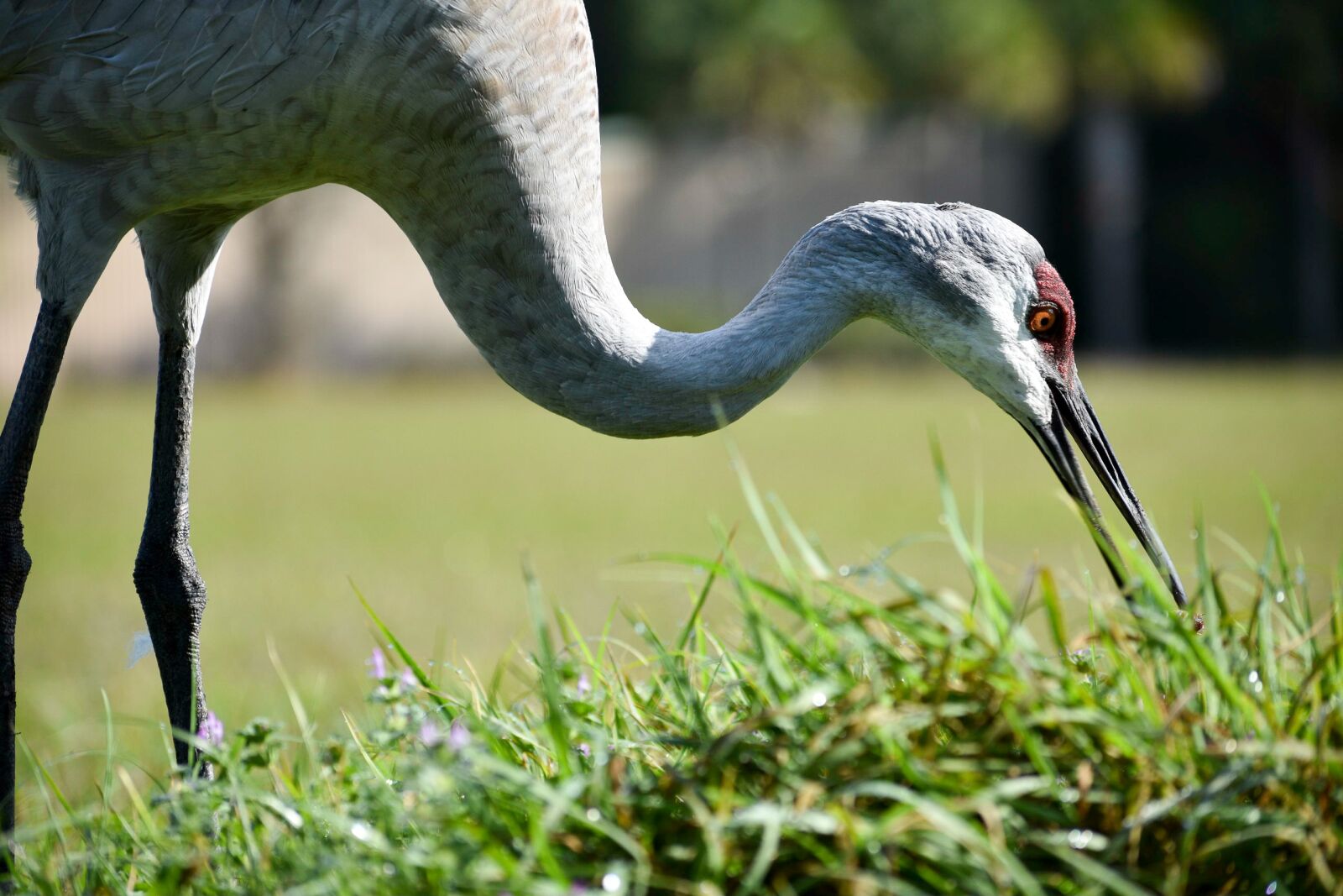 Nikon D3400 sample photo. Birds, crane, sandhill crane photography