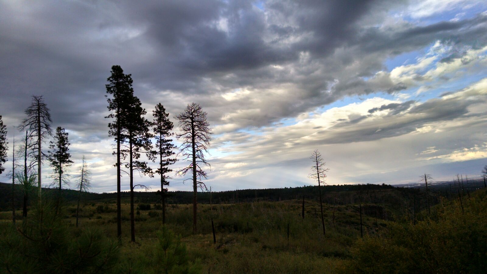 Motorola XT1080 sample photo. Silhouette, of, bare, tree photography