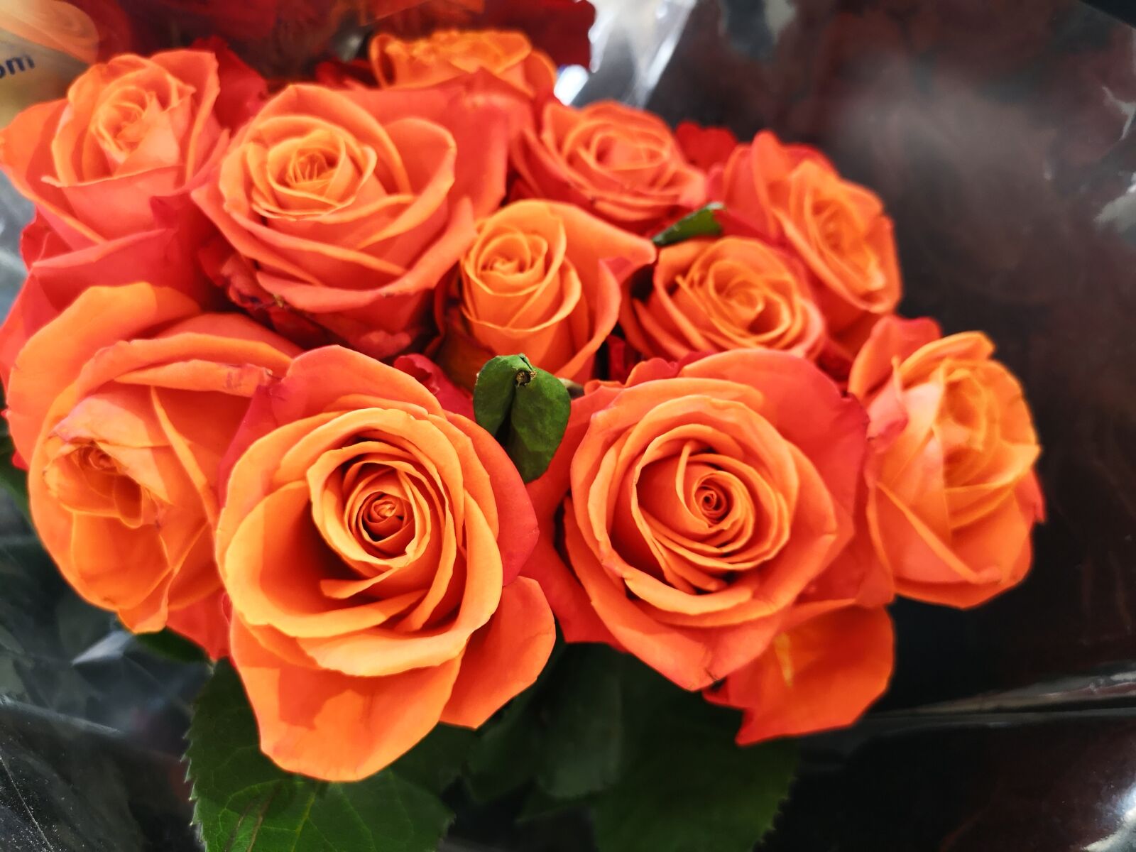 HUAWEI P20 Pro sample photo. Rose, love, romance photography