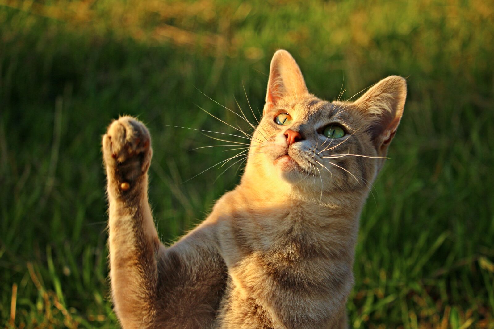 Canon EOS 100D (EOS Rebel SL1 / EOS Kiss X7) sample photo. Cat, mackerel, paw photography