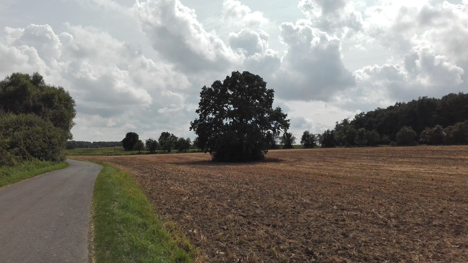 HUAWEI P8 Lite sample photo. Tree, field, landscape photography