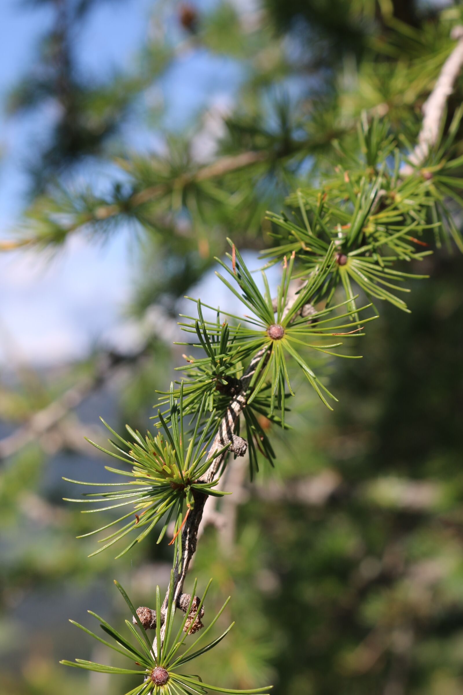 Canon EOS 70D + Canon EF-S 18-55mm F3.5-5.6 IS STM sample photo. Tree, branch, fir photography