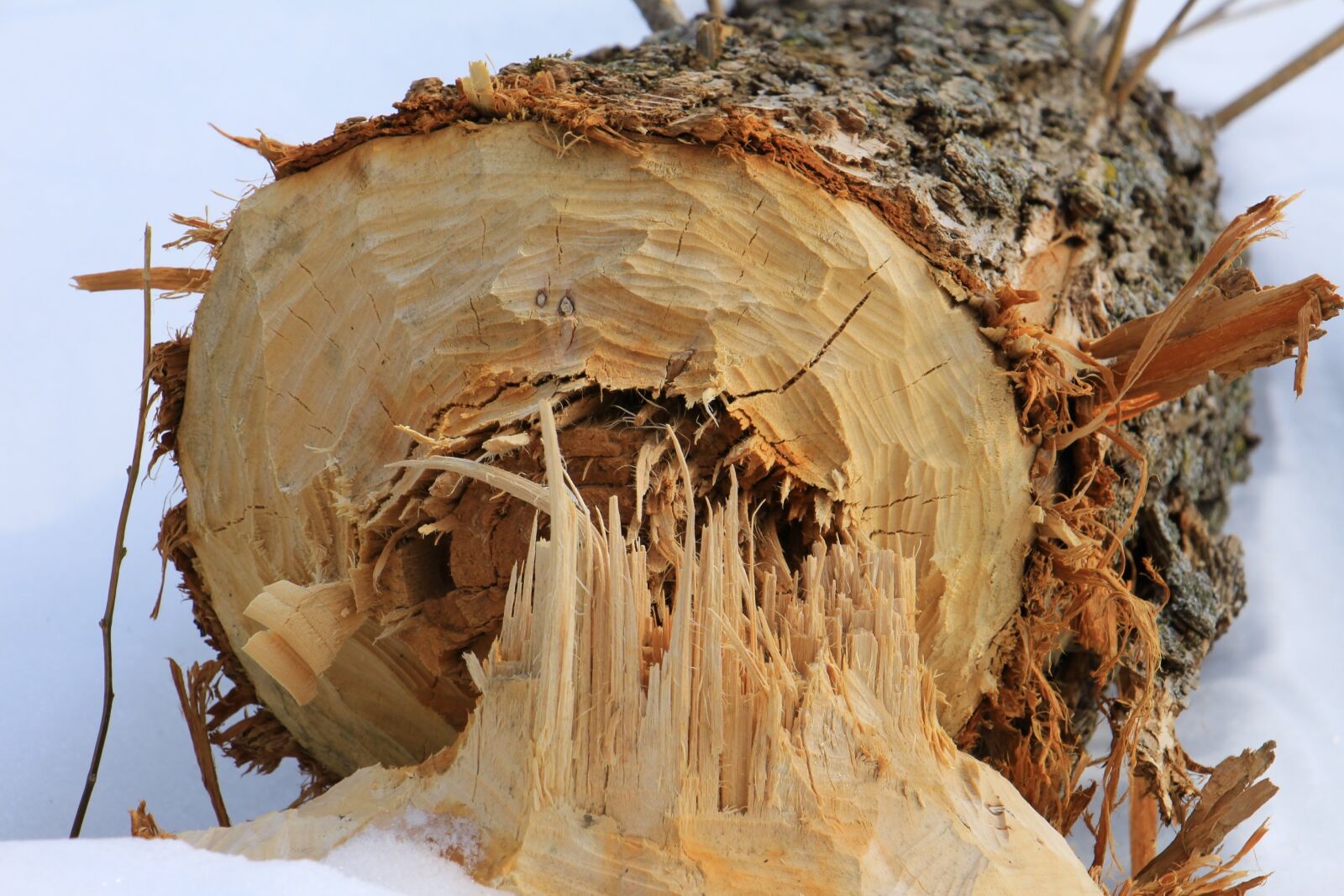 Canon EOS 700D (EOS Rebel T5i / EOS Kiss X7i) sample photo. Tree, beaver, nature photography