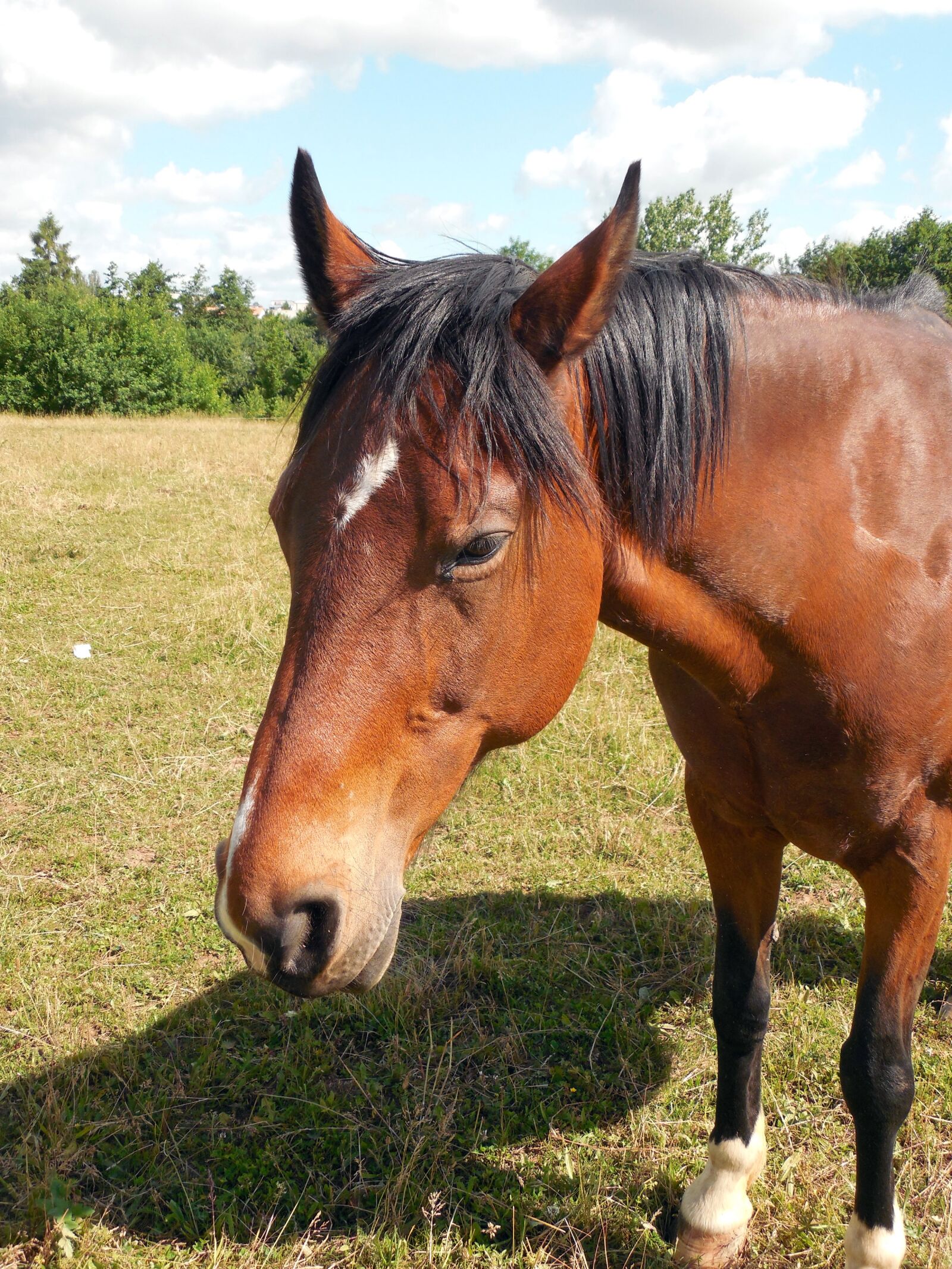Nikon COOLPIX L620 sample photo. Horse, horse head, pferdeportait photography