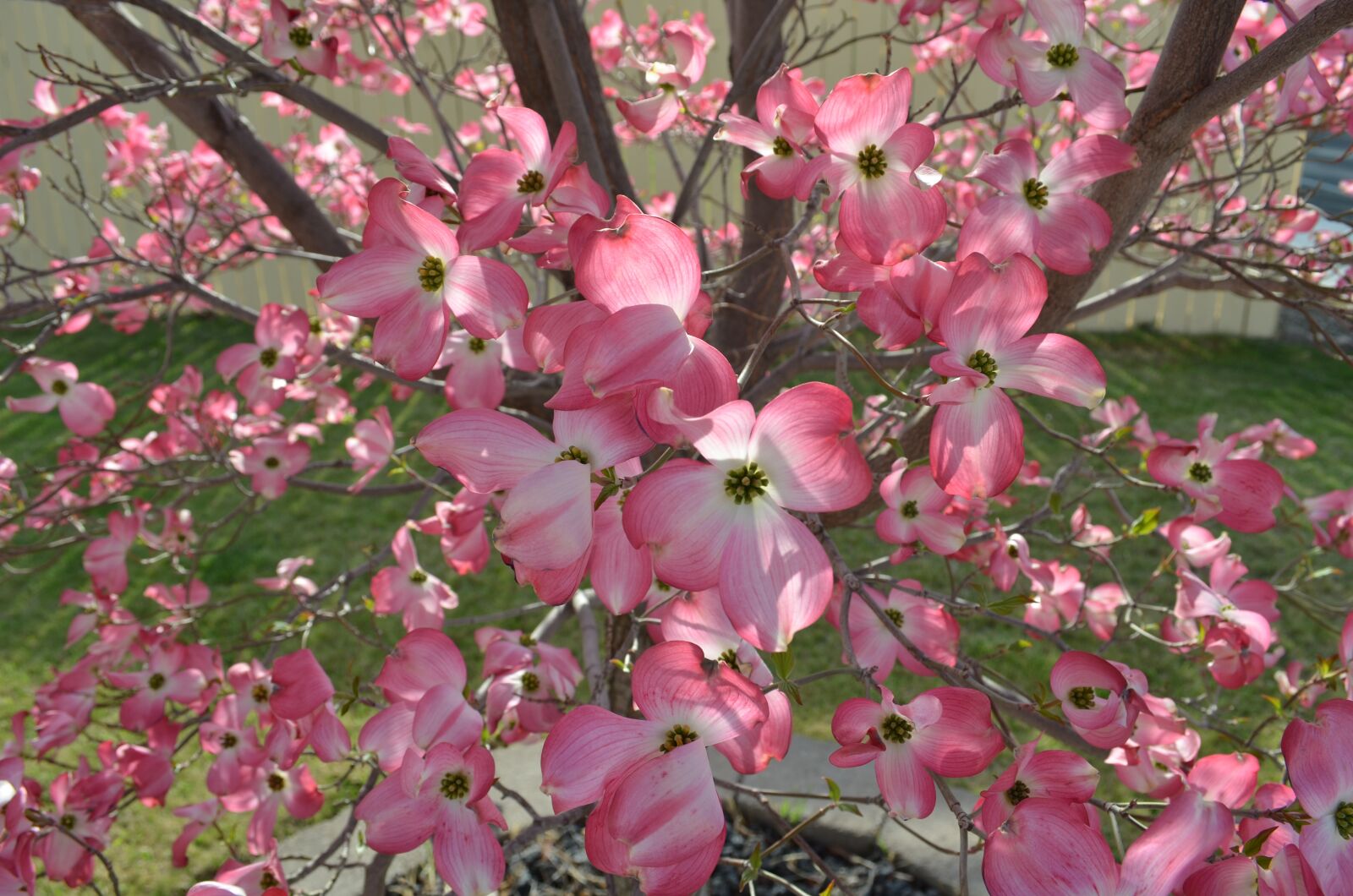 Nikon D5100 sample photo. Dogwood, tree, nature photography