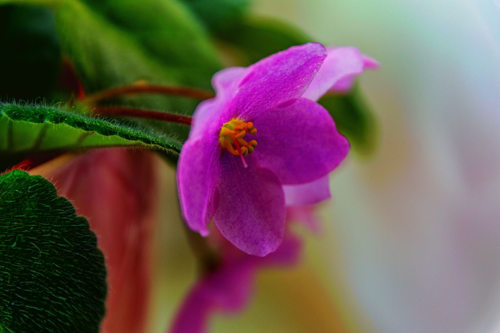 Nikon D5300 sample photo. African fialka, flower, room photography