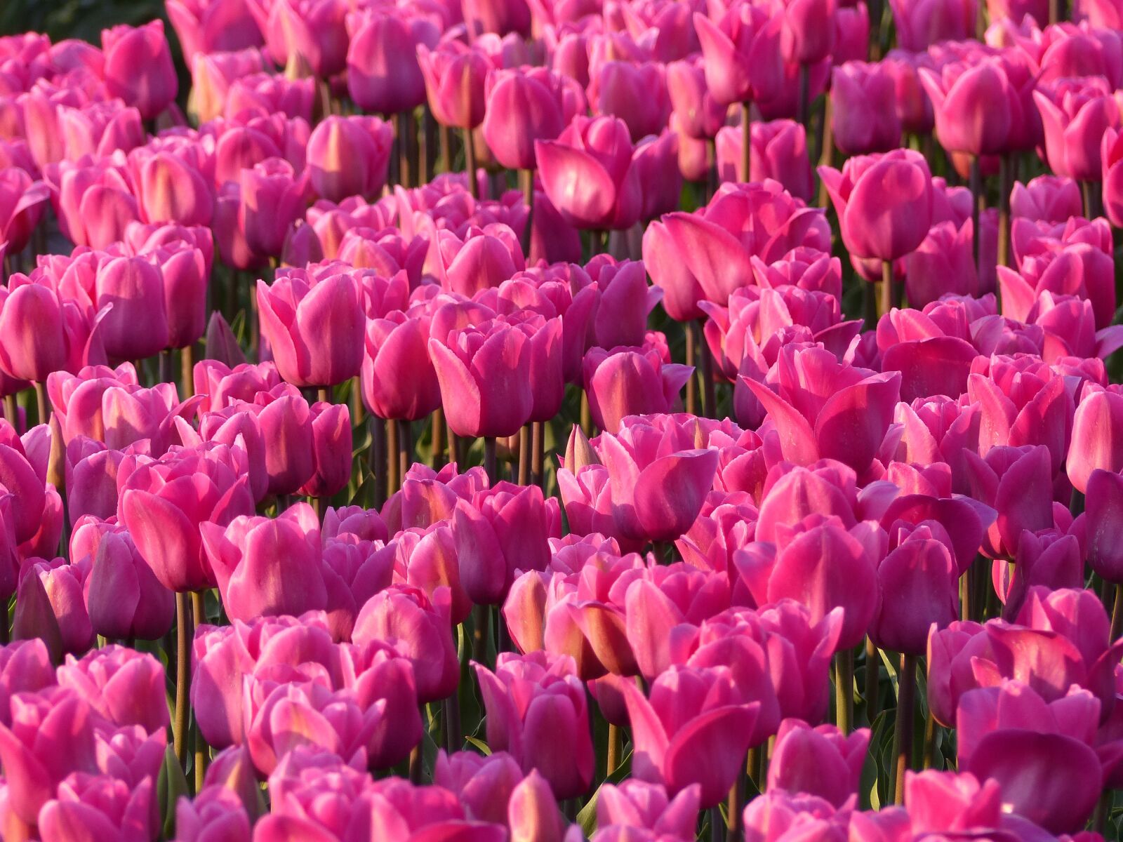 Panasonic Lumix DMC-FZ200 sample photo. Tulips, bulbs, bulb photography