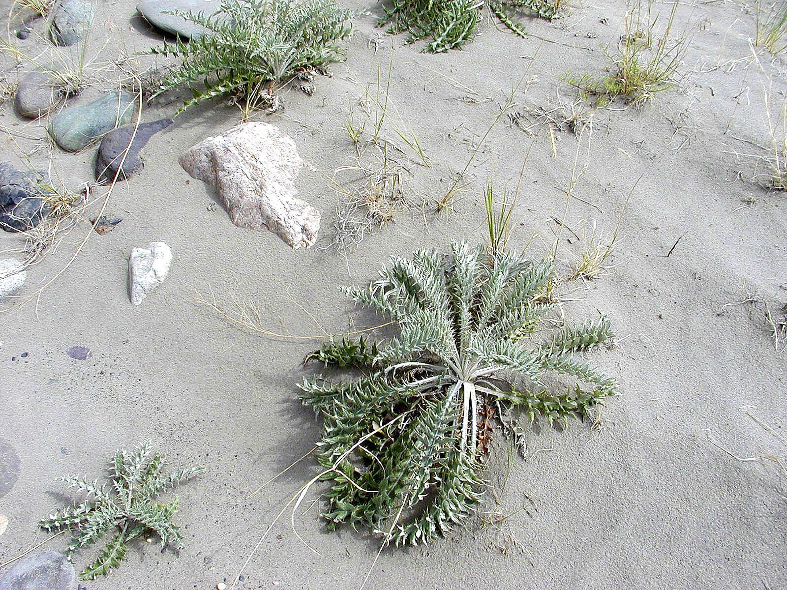 Olympus C2100UZ sample photo. Plant, sand, nature photography