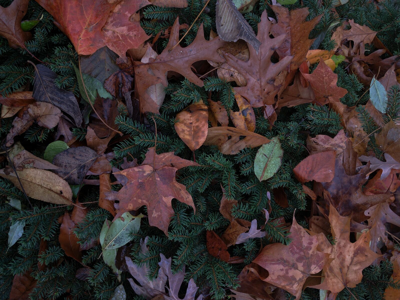 LG Nexus 5X sample photo. Autumn, autumn, leaf, autumn photography