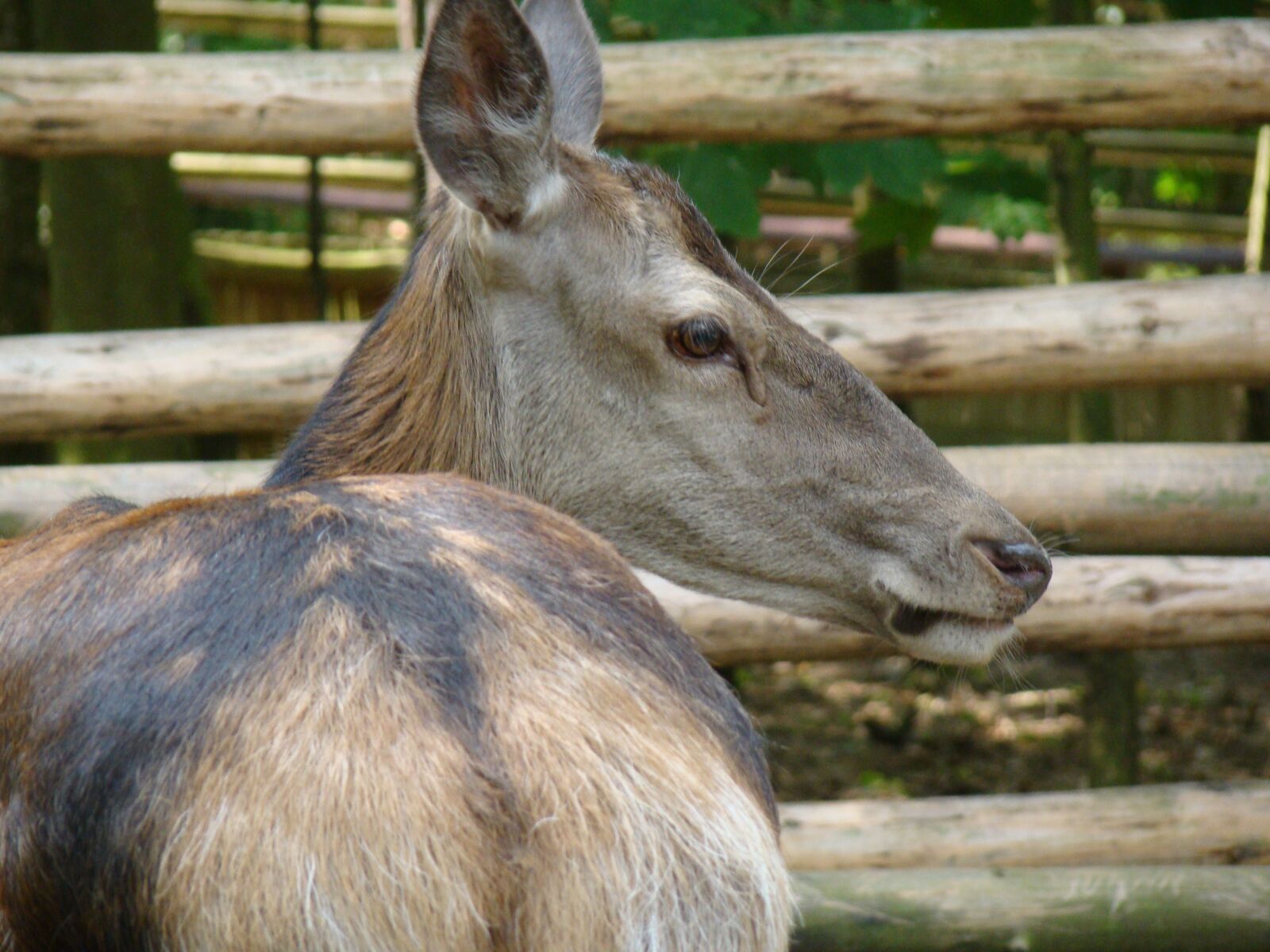 Sony Cyber-shot DSC-H50 sample photo. Sarna, animal, mammal photography