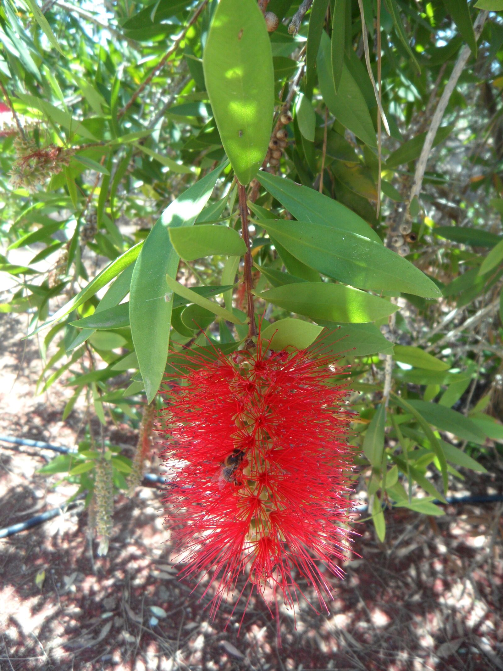 Samsung VLUU WB210, SAMSUNG WB210 sample photo. Pipecleaner, bush, plant photography