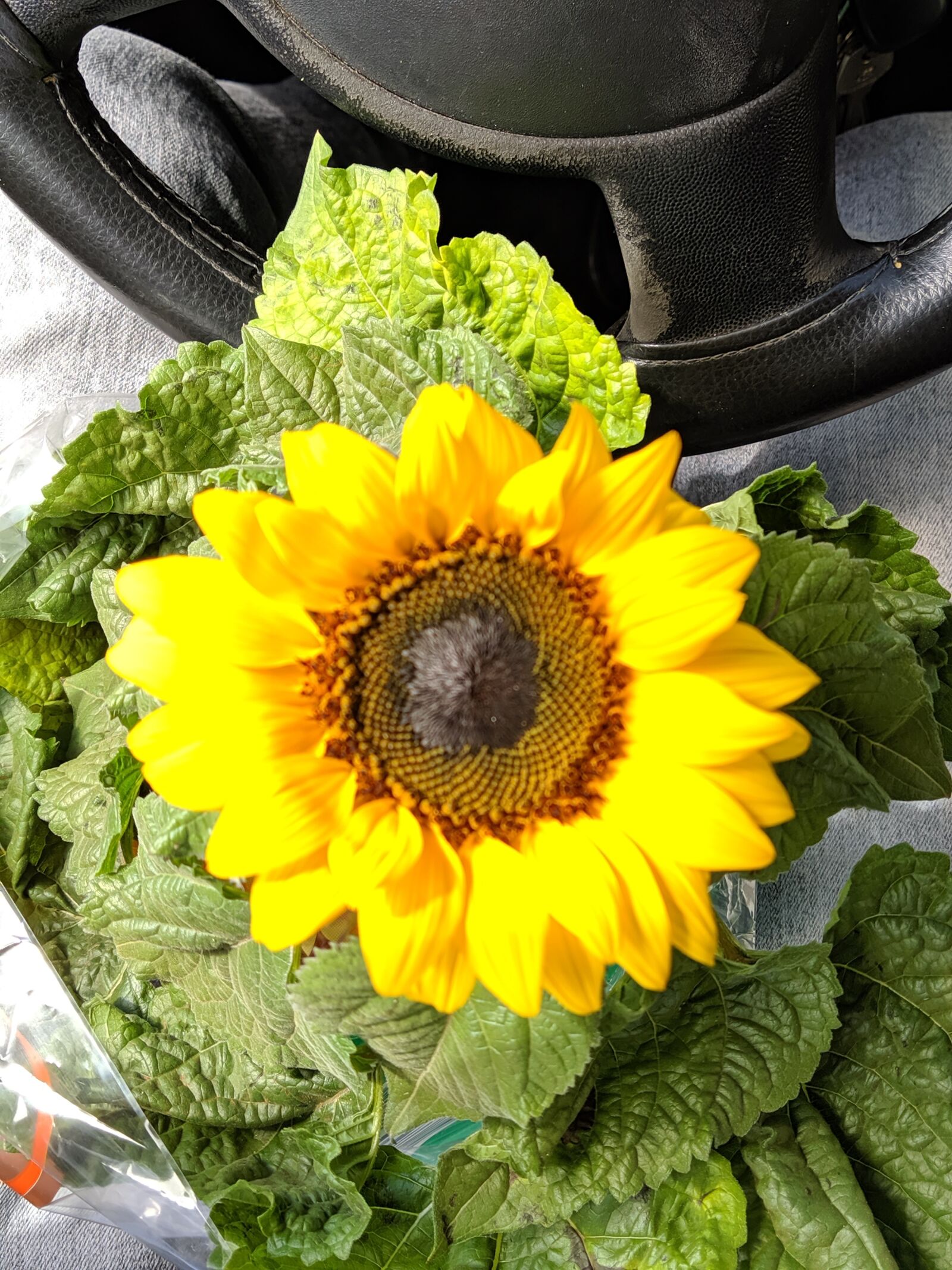 Xiaomi Mi A3 sample photo. Sunflower, linda, flower photography