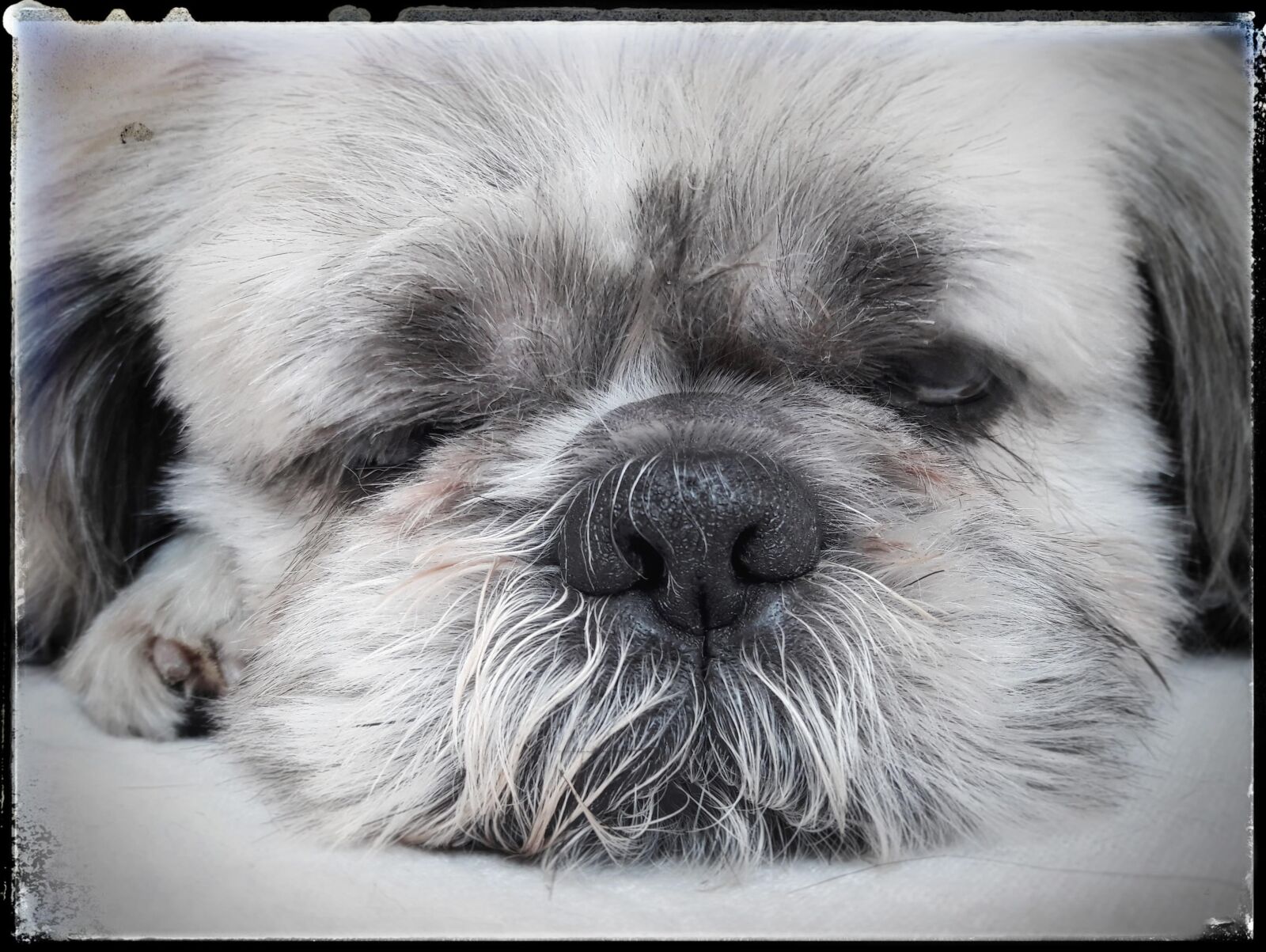 Samsung Galaxy A5(2016) sample photo. Shih tzu, dog, eliott photography
