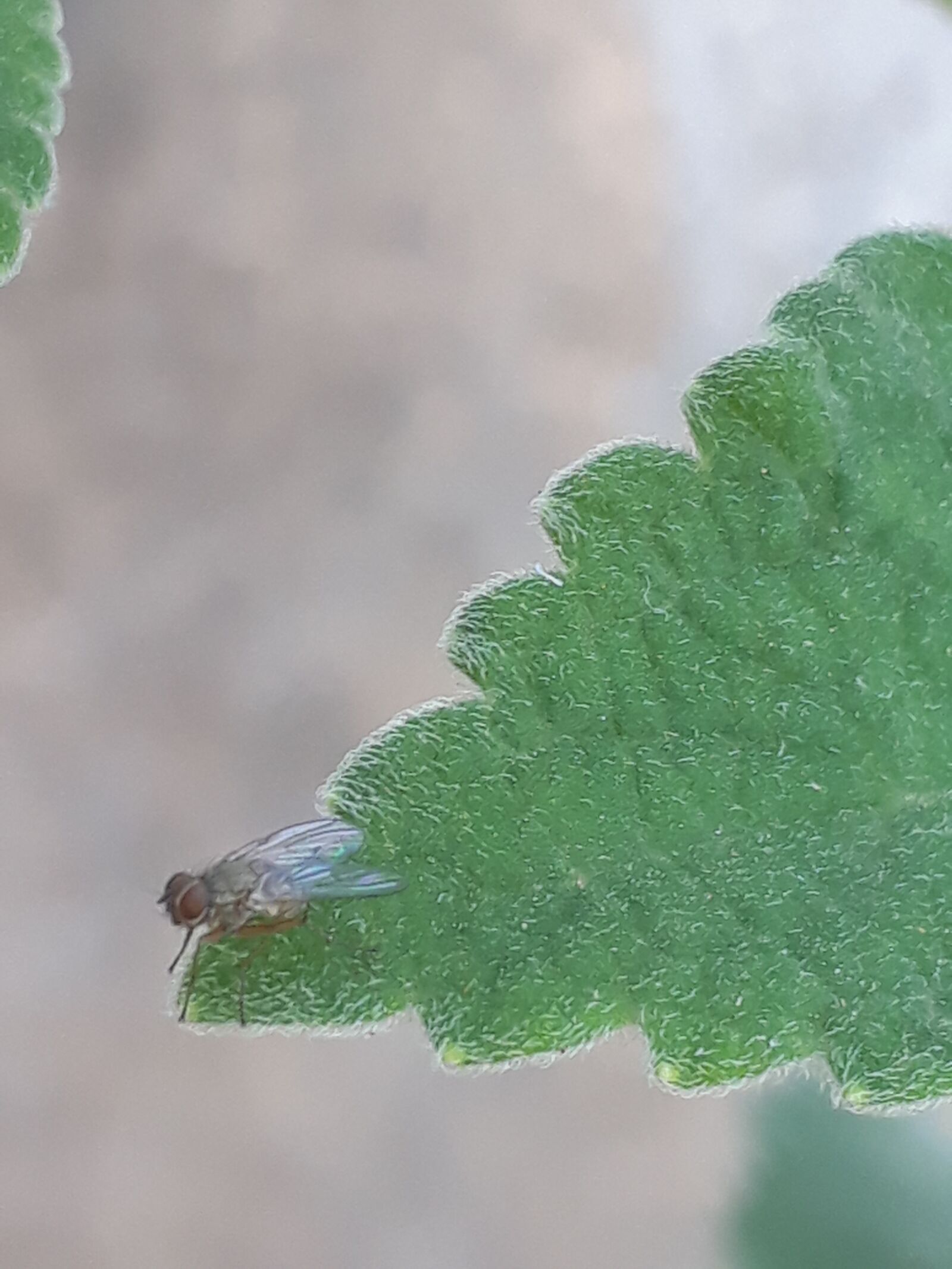 Samsung Galaxy J5 Prime sample photo. Mosquito, insect, nature photography