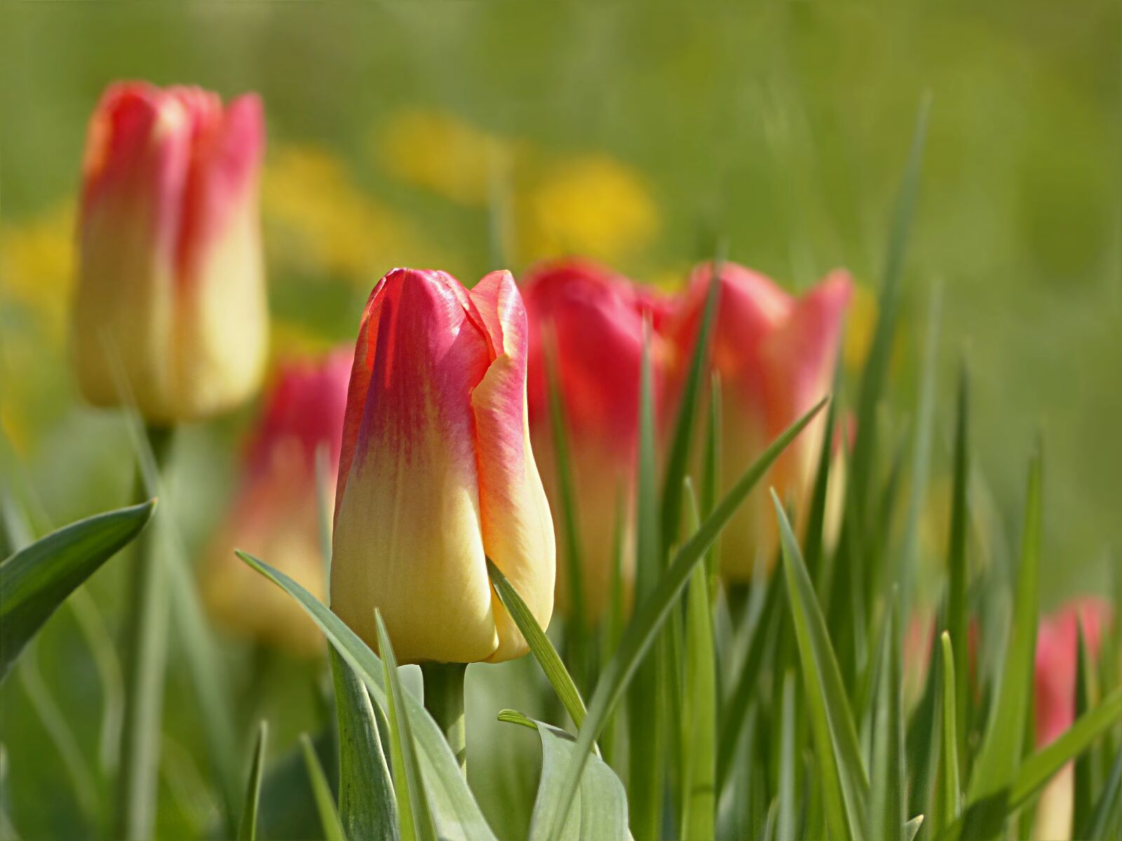 Panasonic Lumix DMC-FZ200 sample photo. Tulip, flower, tulipa photography