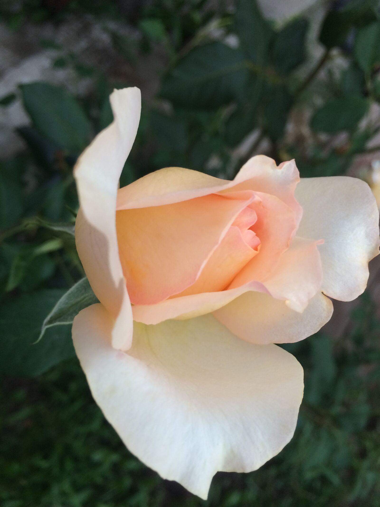 iPhone 5s back camera 4.15mm f/2.2 sample photo. Flower, nature, leaf photography