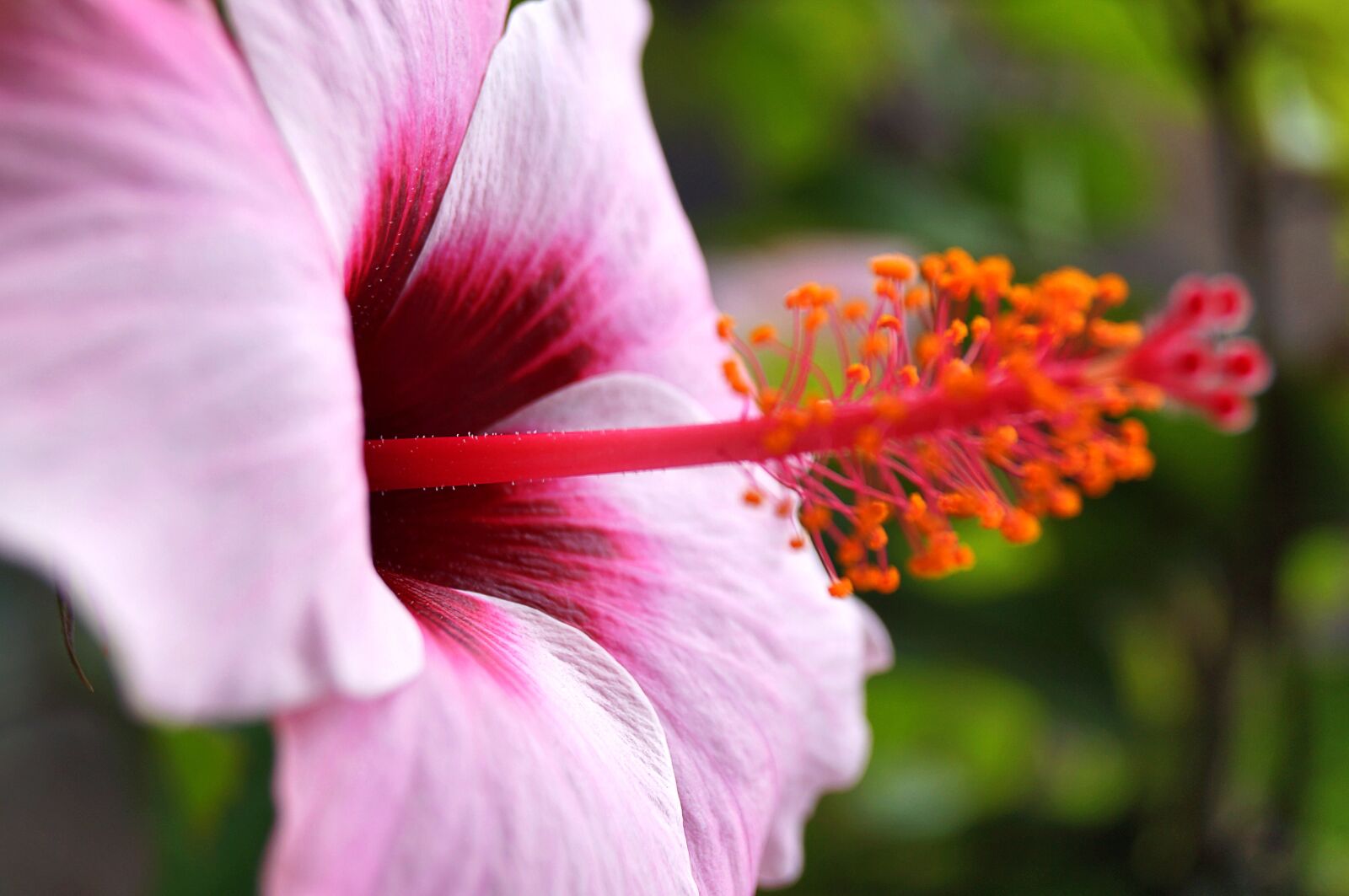 Sony SLT-A37 sample photo. Hibiscus, flower, blossom photography