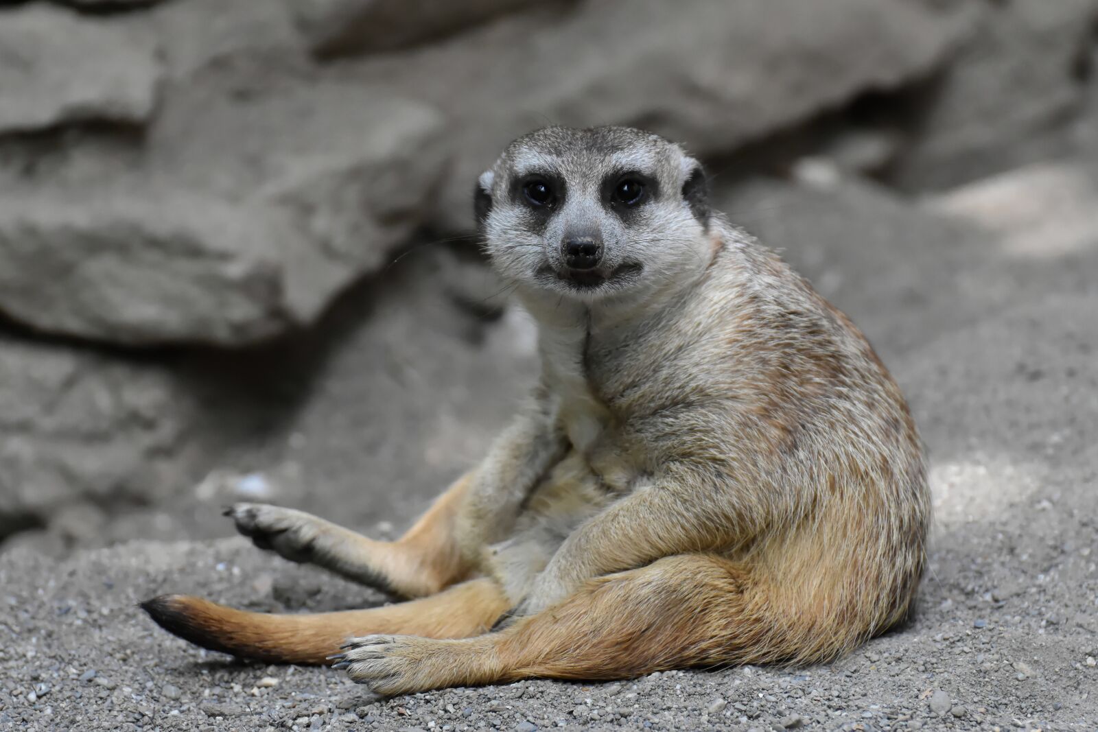 Nikon D7200 sample photo. Meerkat, animal, nature photography