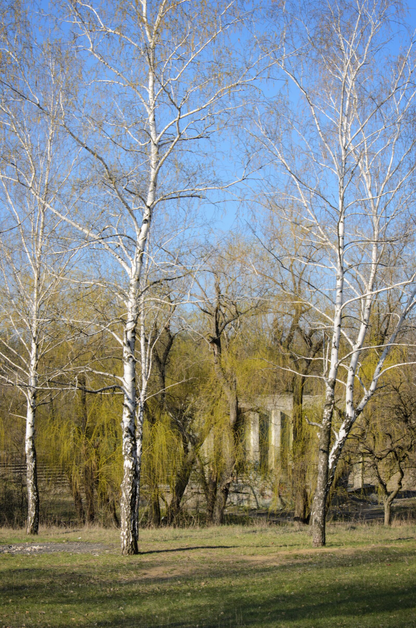 Nikon D5100 sample photo. Spring, nature, birch photography