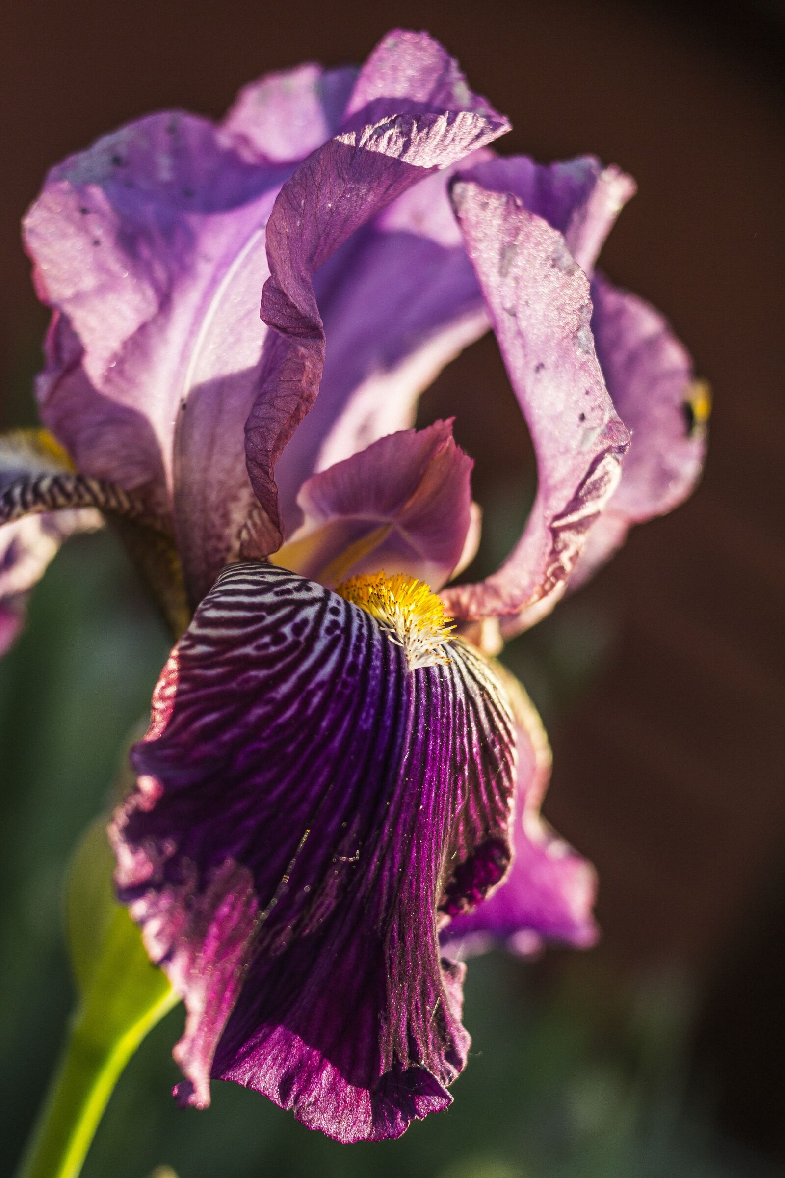 Canon EOS 60D sample photo. Irideae, iris, flower photography