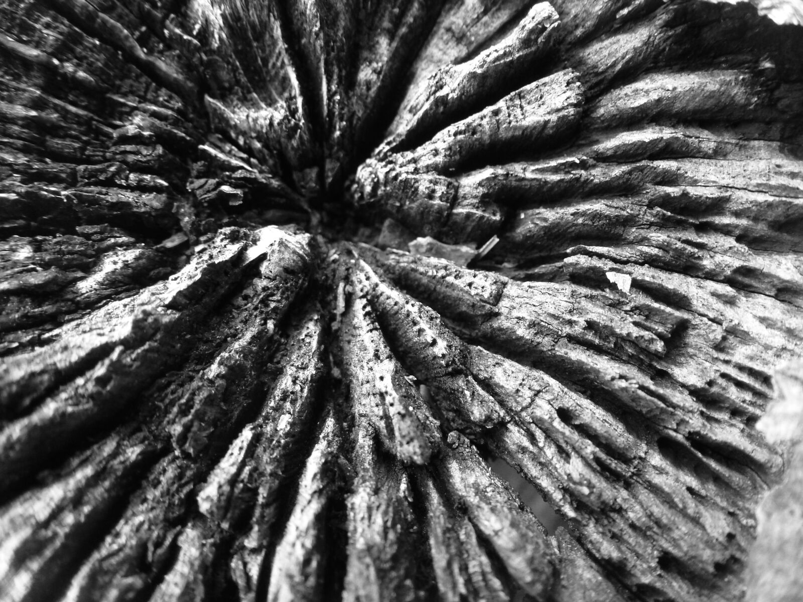 Panasonic Lumix DMC-ZS10 (Lumix DMC-TZ20 / Lumix DMC-TZ22) sample photo. Model, abstract, deadwood photography