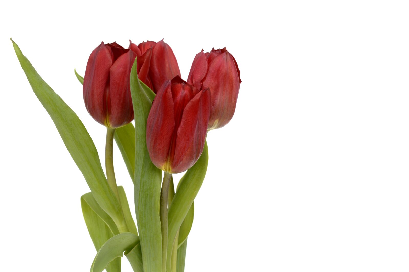 Nikon D7100 sample photo. Tulips, flowers, spring photography