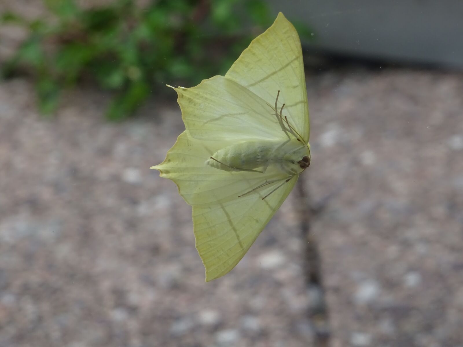 Sony DSC-HX60V sample photo. Butterflies, moth, nature photography