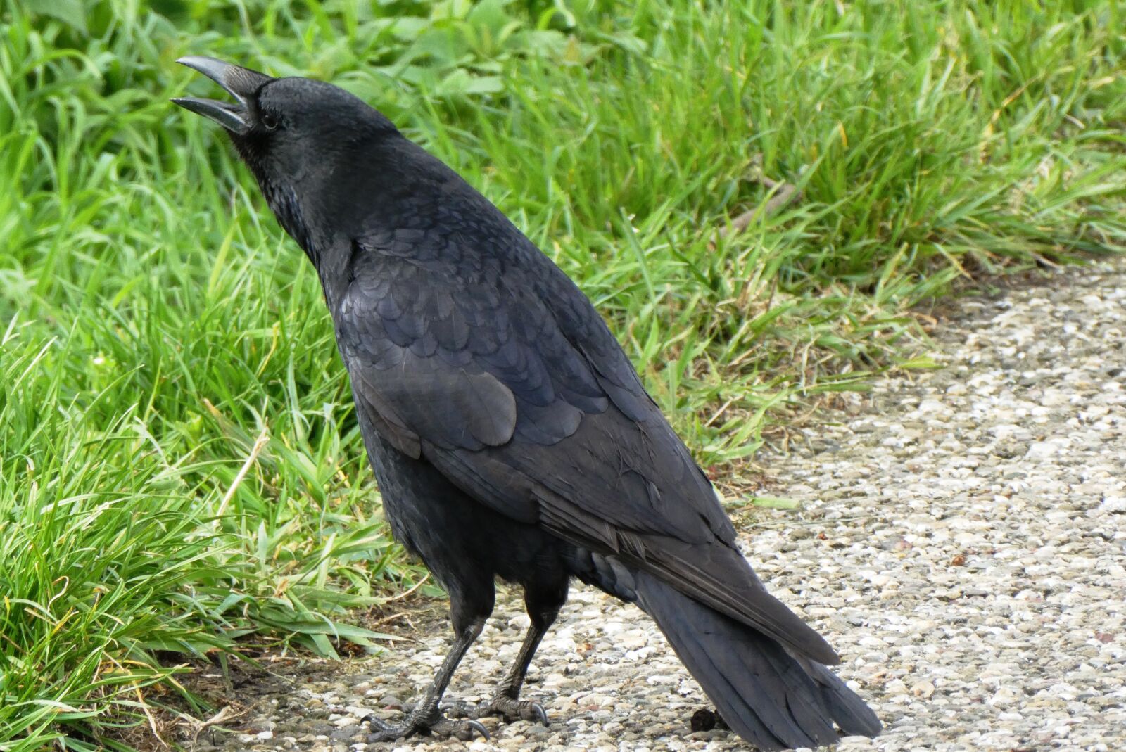 Panasonic Lumix DC-ZS70 (Lumix DC-TZ90) sample photo. Jackdaw, kraaiachtig, bird photography