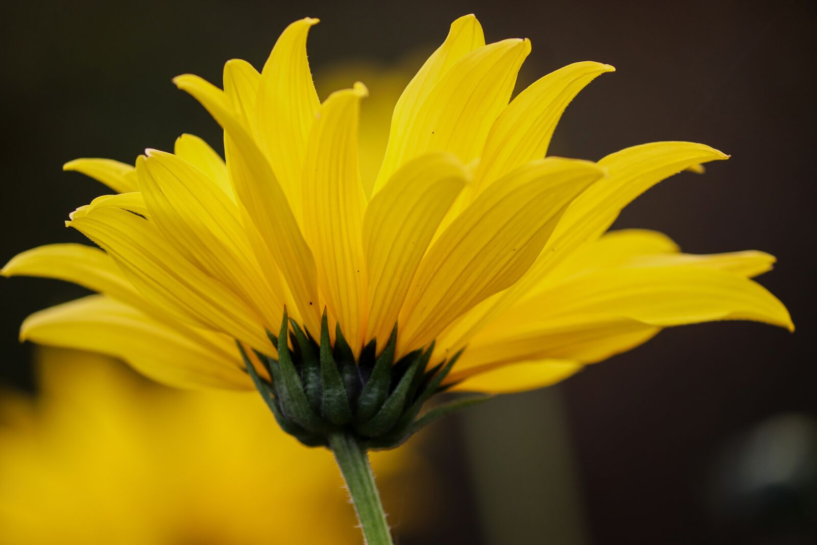 Canon EOS 200D (EOS Rebel SL2 / EOS Kiss X9) sample photo. Echinacea paradoxa, coneflower, yellow photography