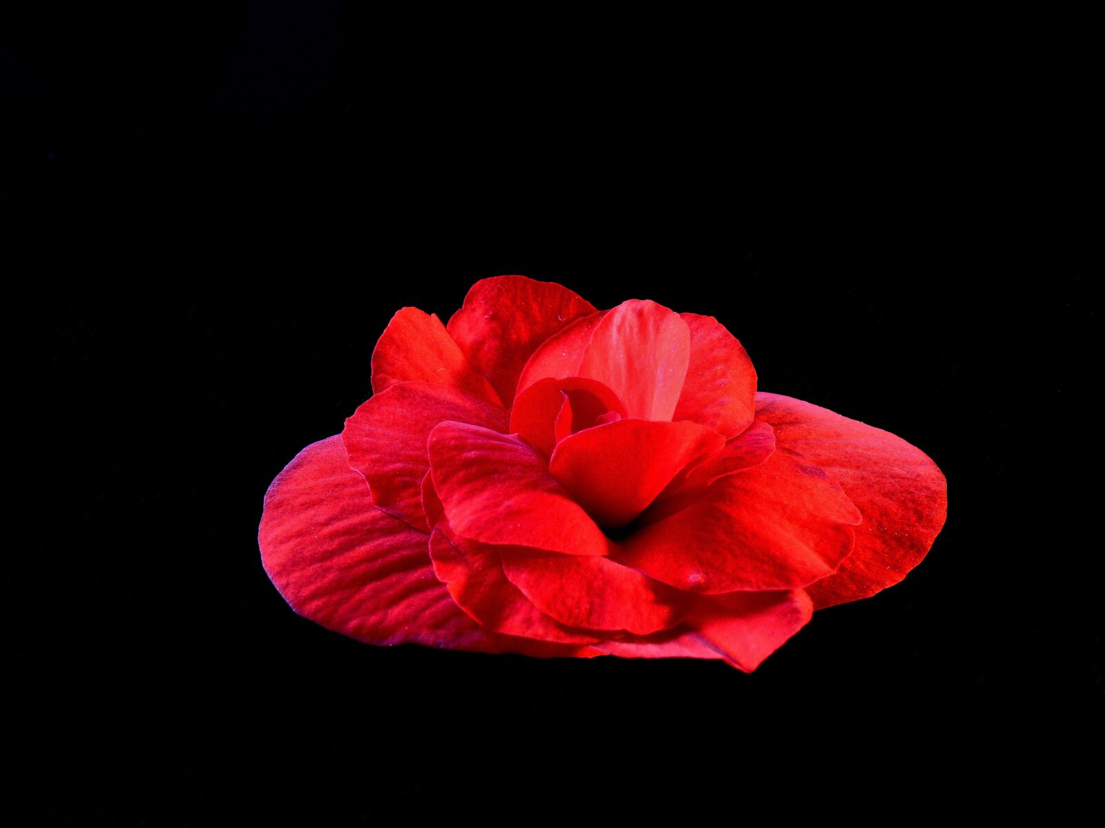 Panasonic DMC-FZ72 sample photo. Flower, red, detail of photography