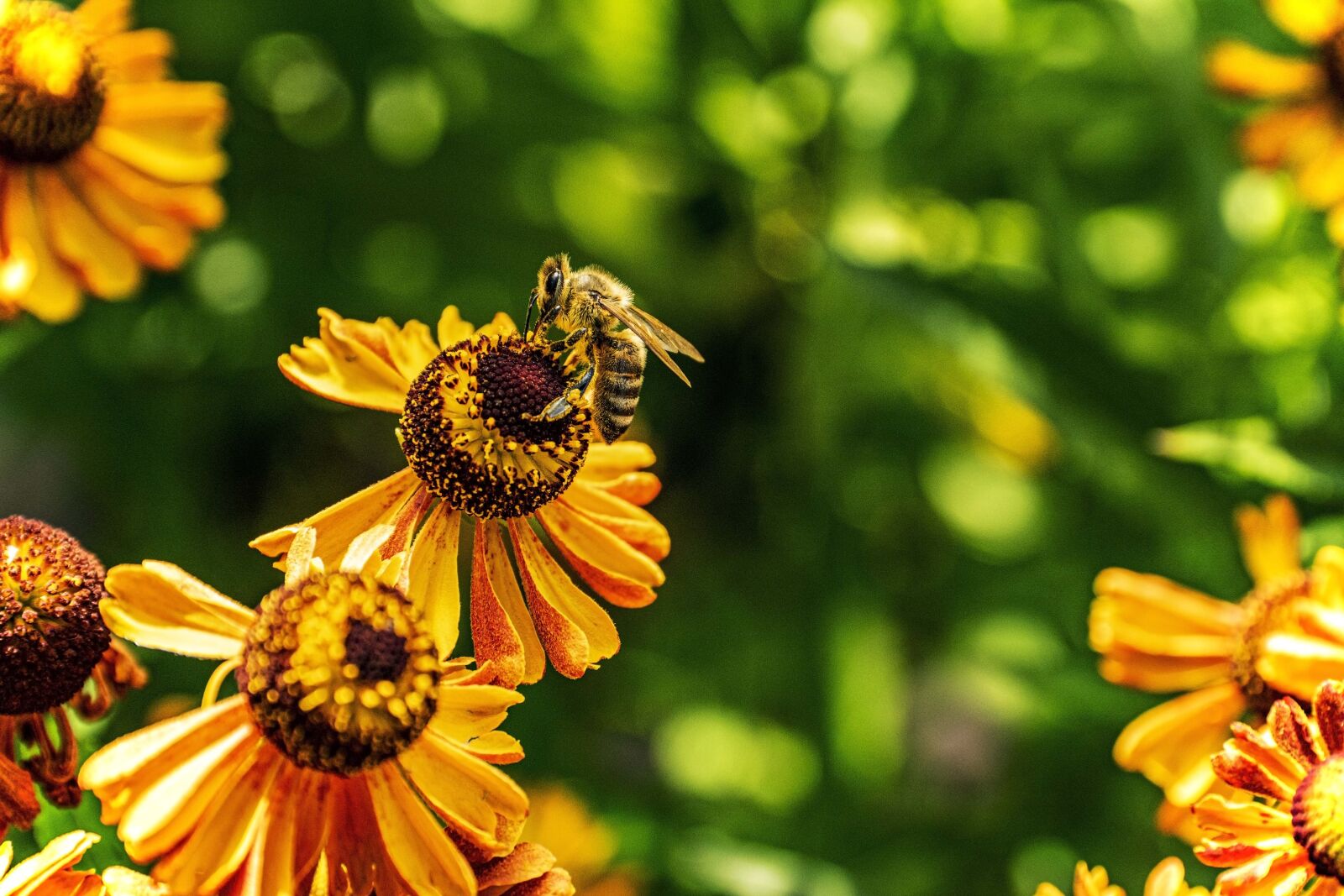 Nikon D5300 sample photo. Flower, bee, insects photography