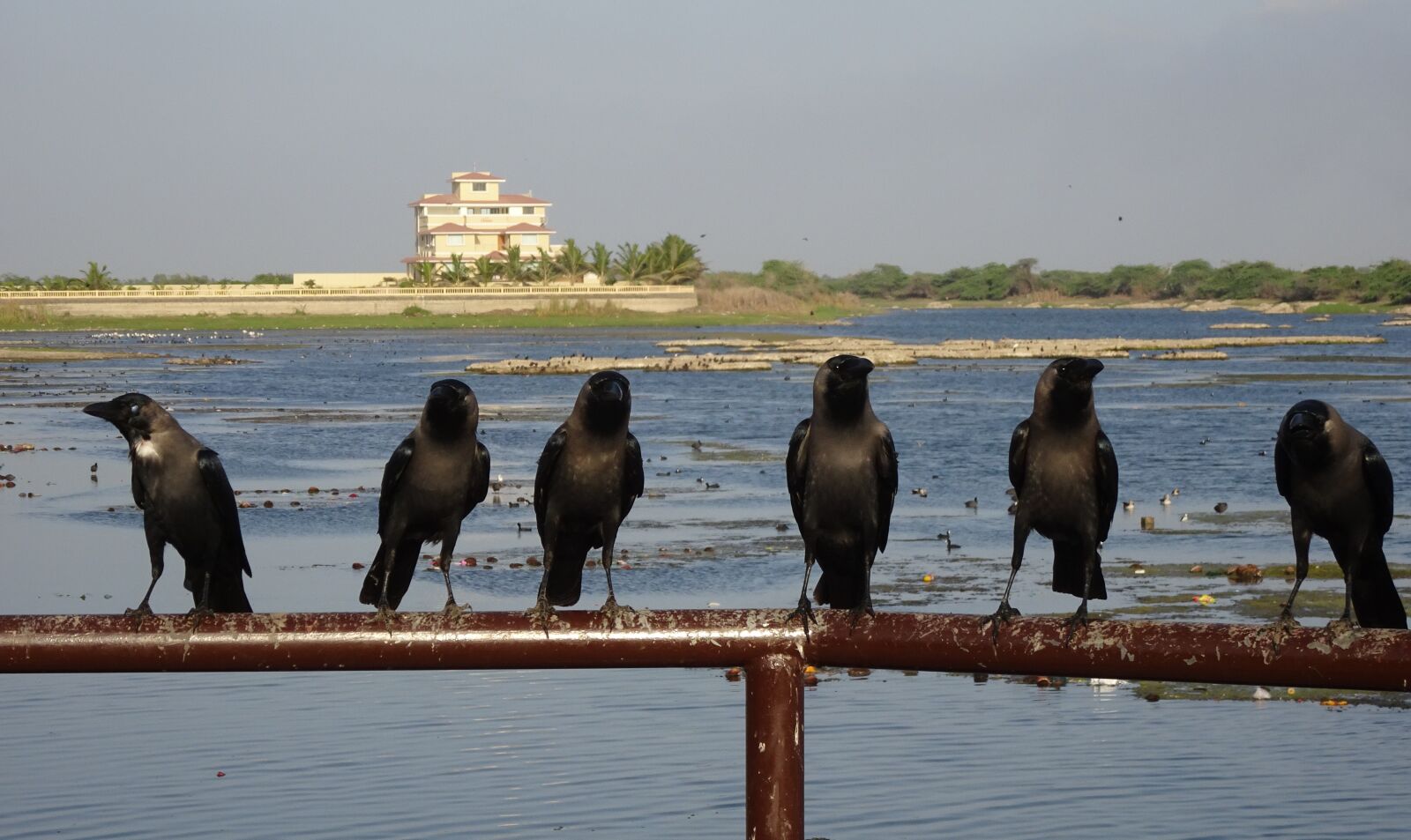 Sony Cyber-shot DSC-HX90V sample photo. Bird, crow, house crow photography