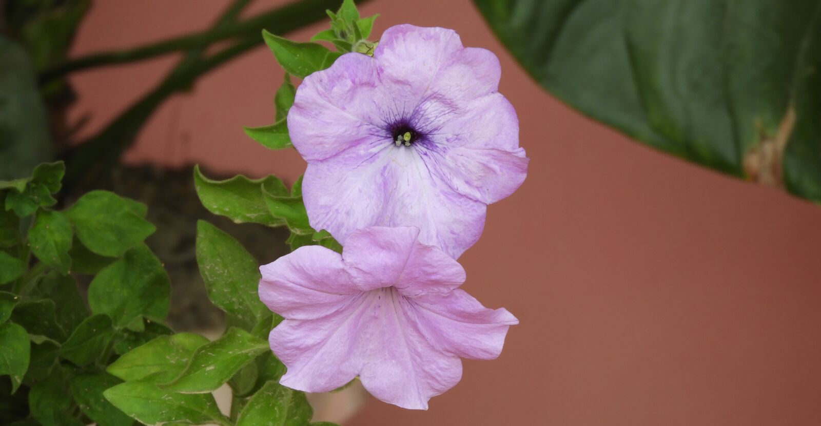 Nikon Coolpix B700 sample photo. Flower, nature, plant photography