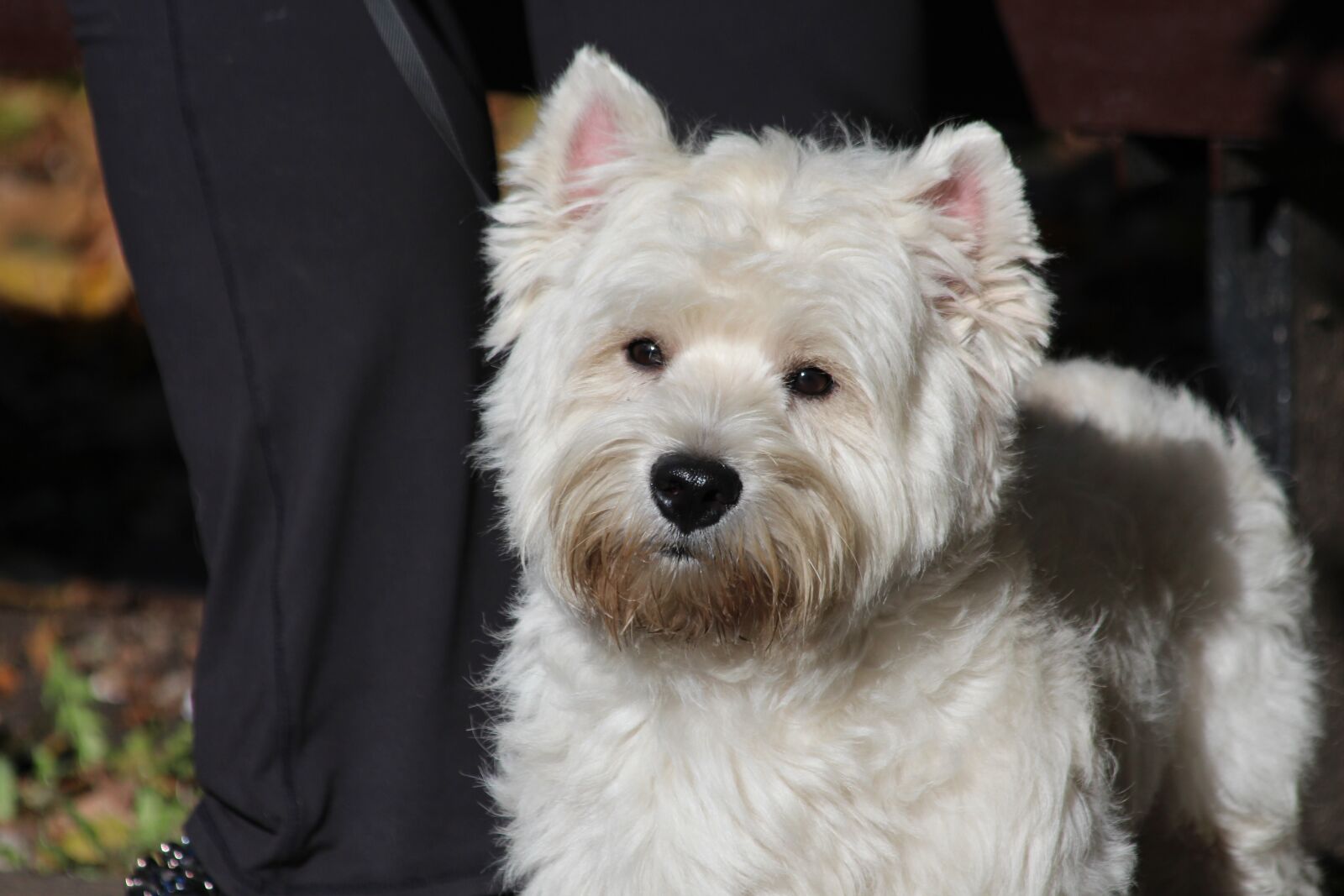 Canon EOS 650D (EOS Rebel T4i / EOS Kiss X6i) sample photo. The west highland white photography