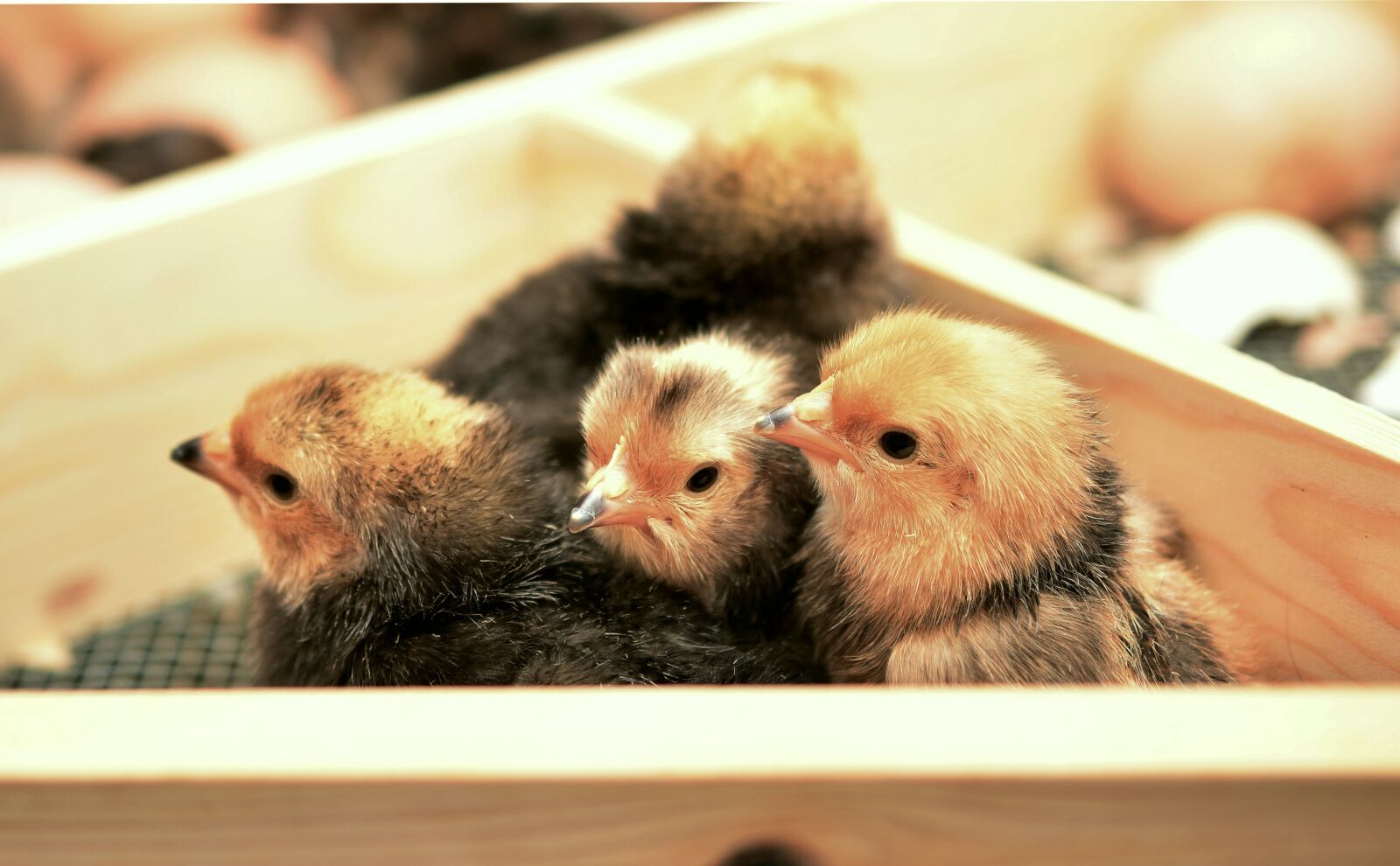 Nikon D5200 sample photo. Chicks, young animal, chicken photography
