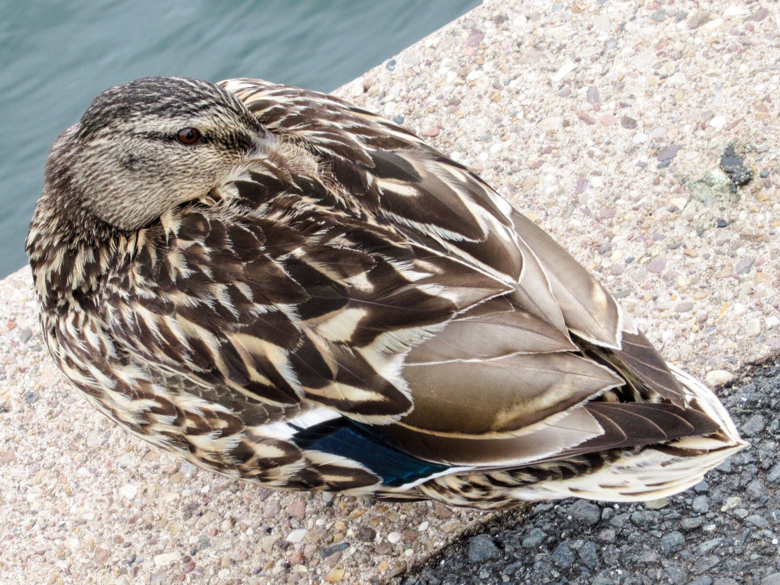 Canon PowerShot SX620 HS sample photo. Duck, mallard, feather photography
