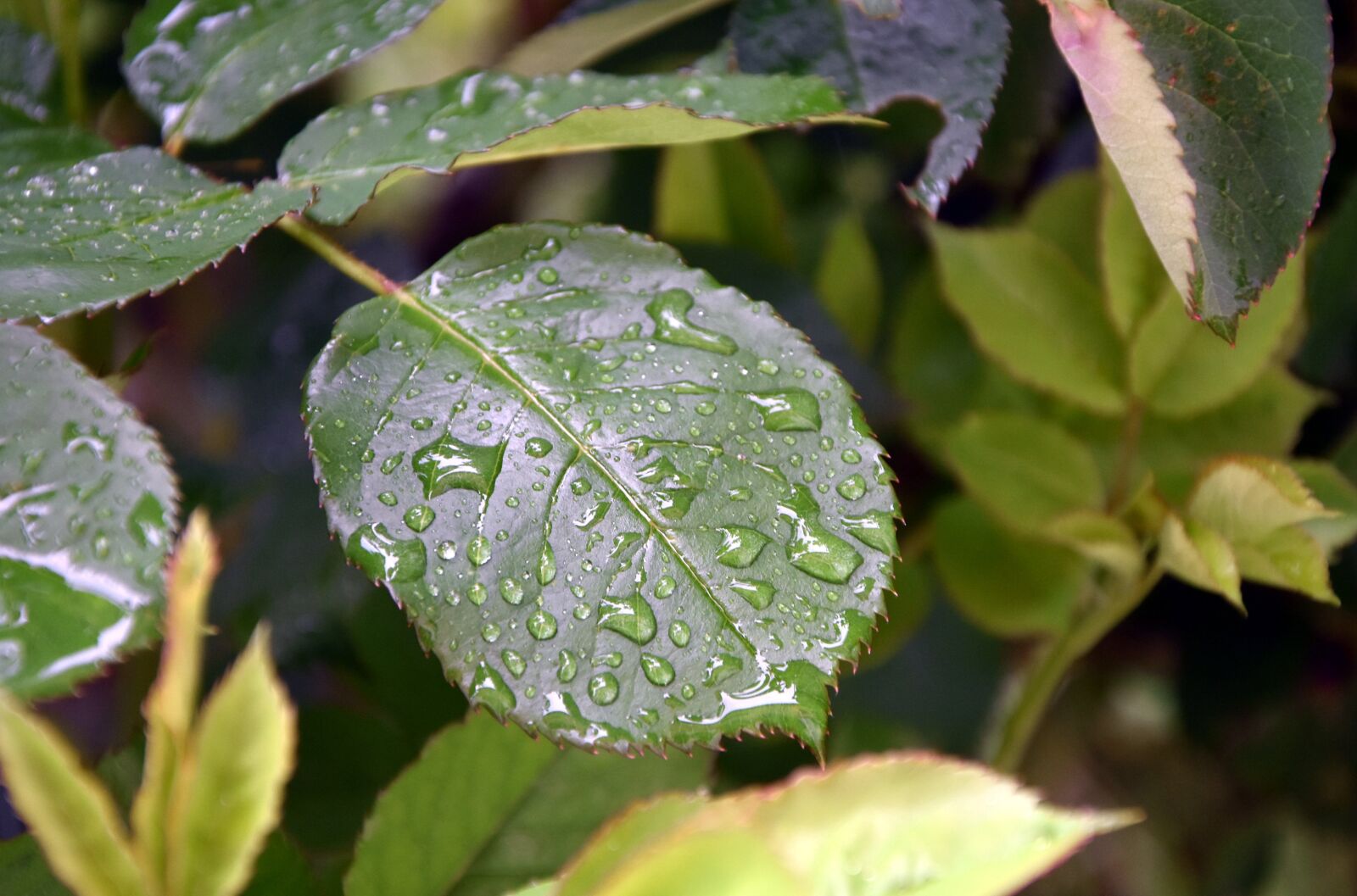 Nikon D7200 sample photo. Leaf, rain, drops photography