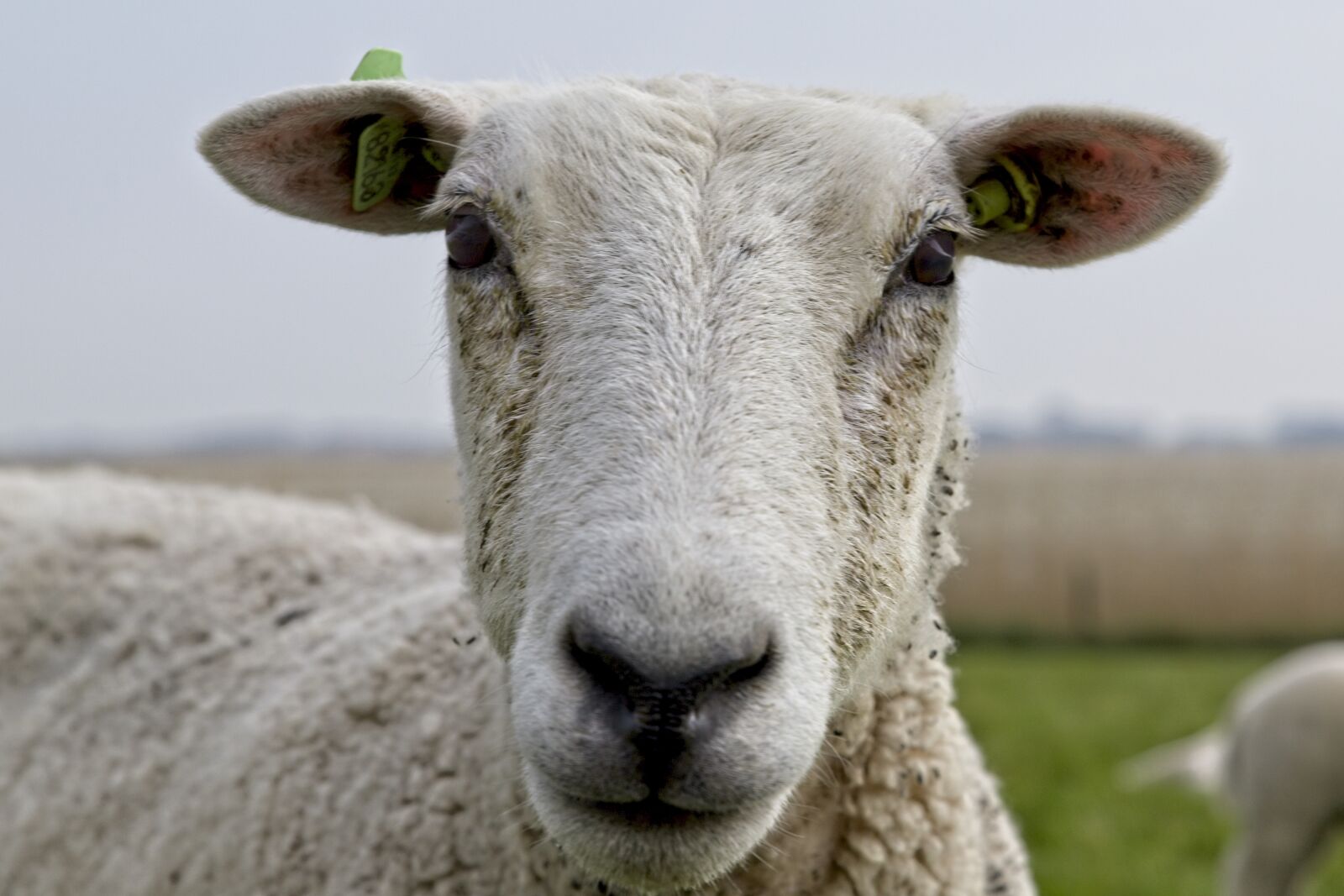 Canon EOS 6D Mark II sample photo. Sheep, cattle, nature photography
