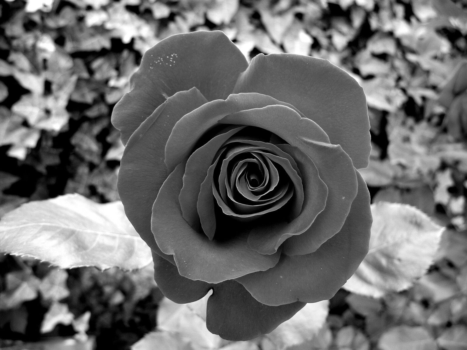 Nikon Coolpix P7000 sample photo. Rose, flower, black and photography