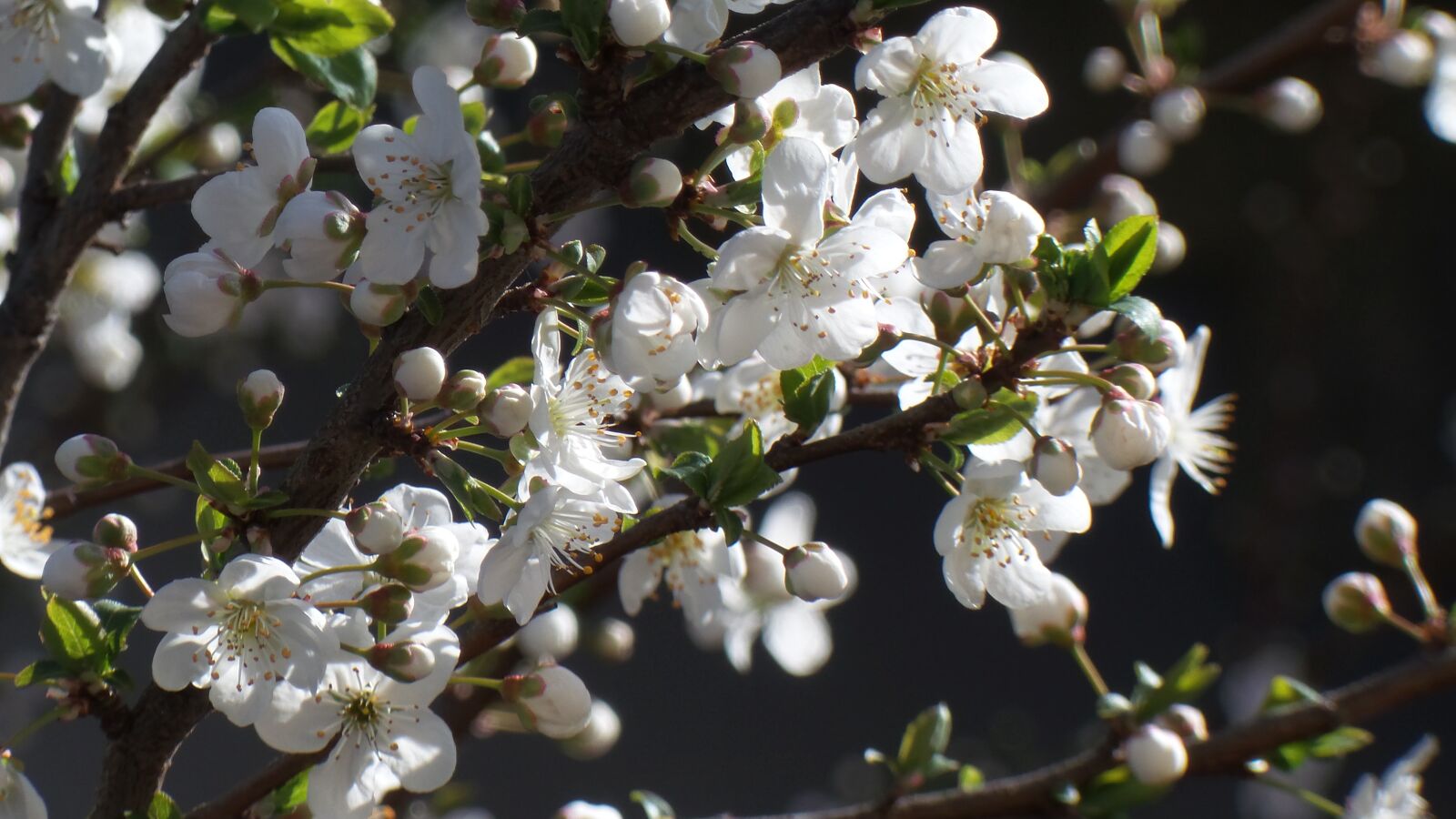 Samsung Galaxy Camera 2 sample photo. Flower flowers, plum blossom photography