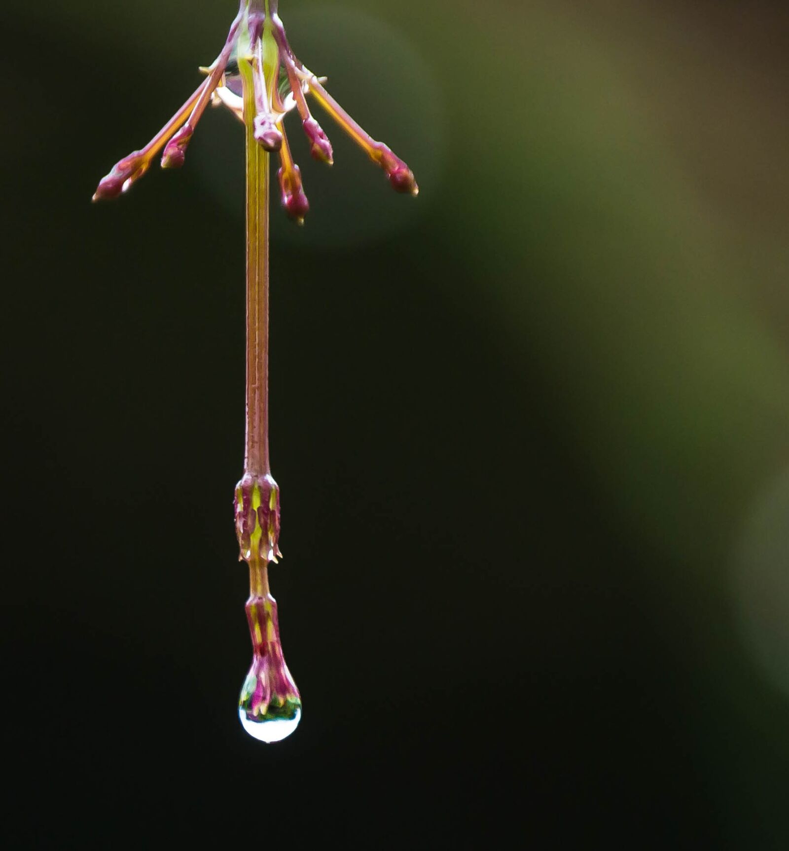Nikon D3100 sample photo. Outdoors, nature, wild life photography