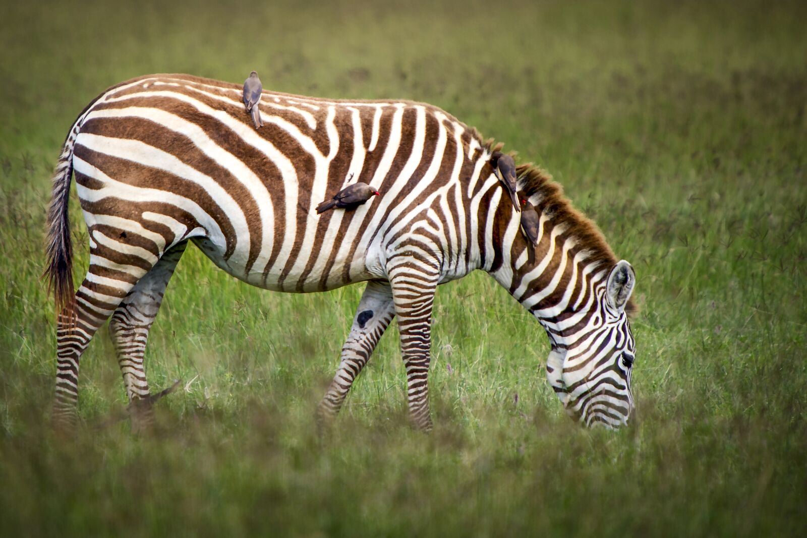 Nikon D3S sample photo. Animal, zebra, wild photography