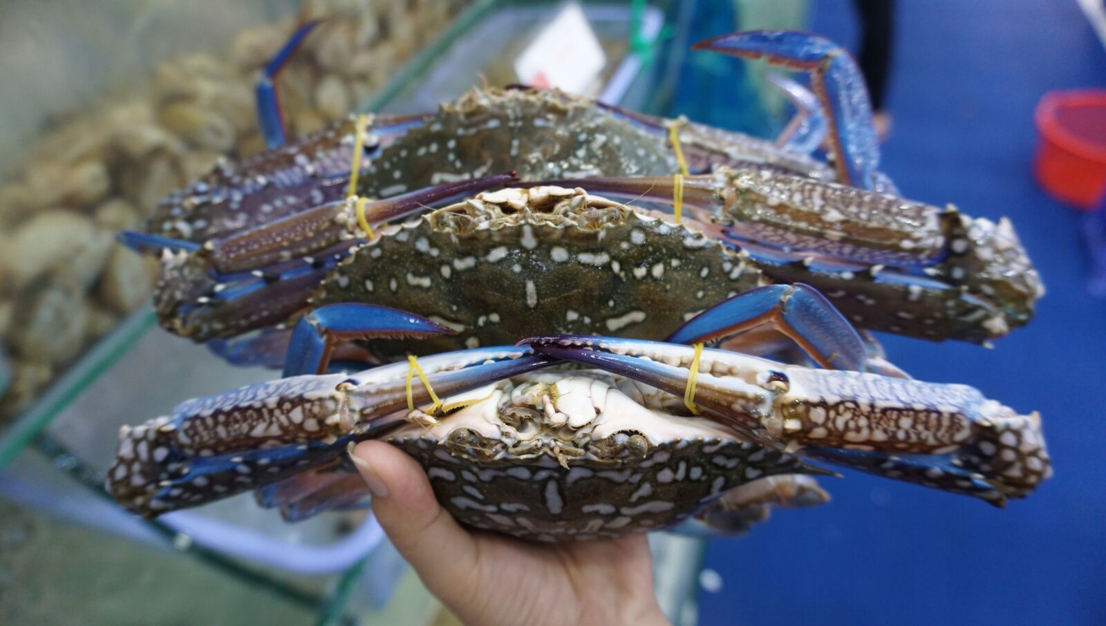Sony a6000 sample photo. Crab blue, crab live photography