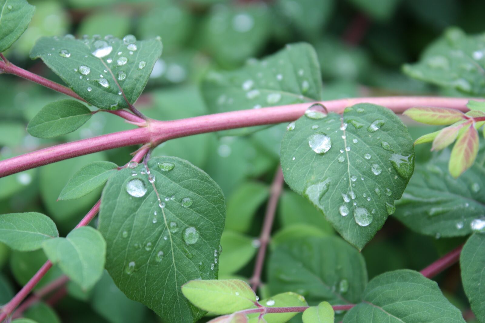 Canon EOS 450D (EOS Rebel XSi / EOS Kiss X2) sample photo. Leaf, branch, drop photography