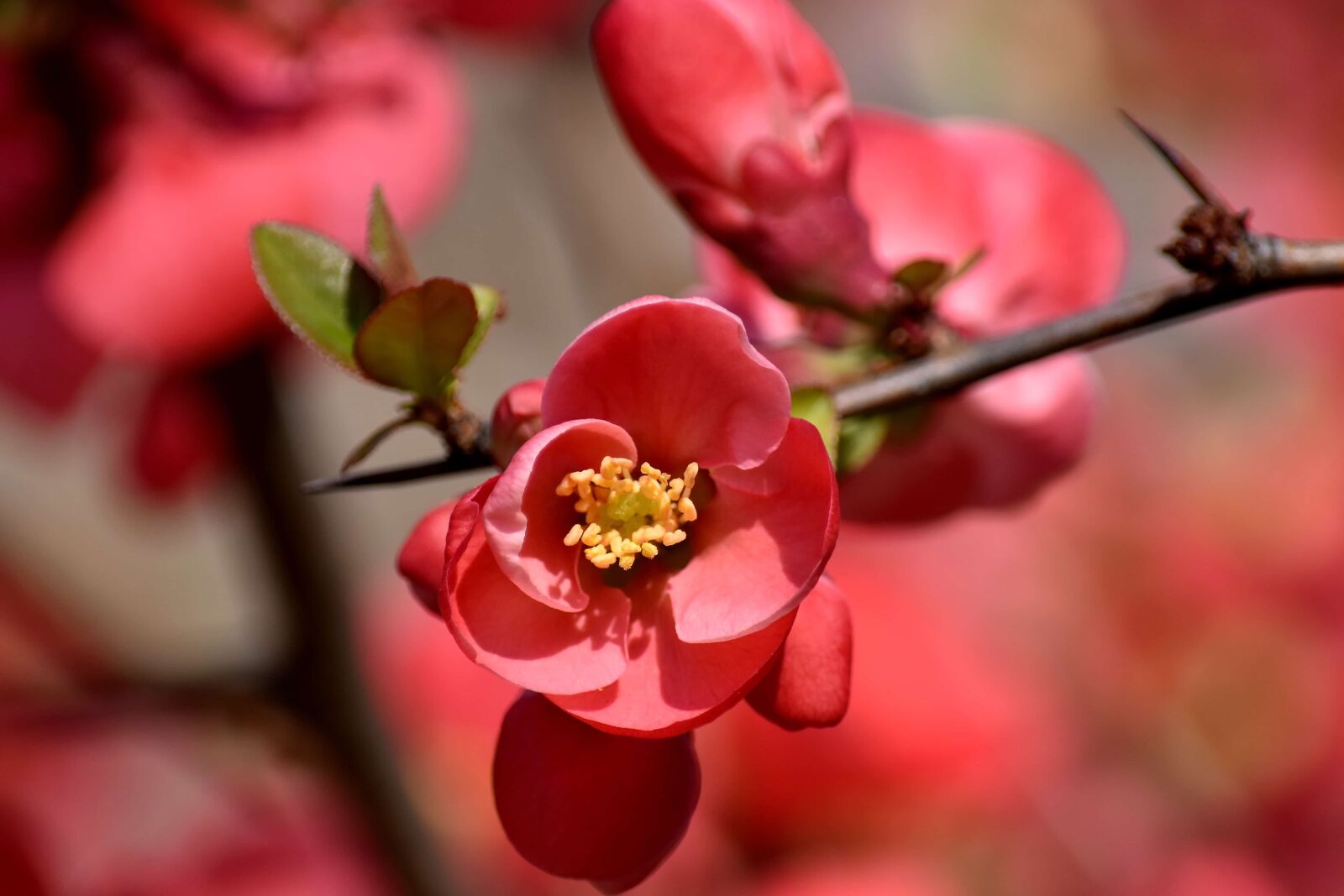 Nikon D5500 sample photo. Branchlet, flower bud, flower photography