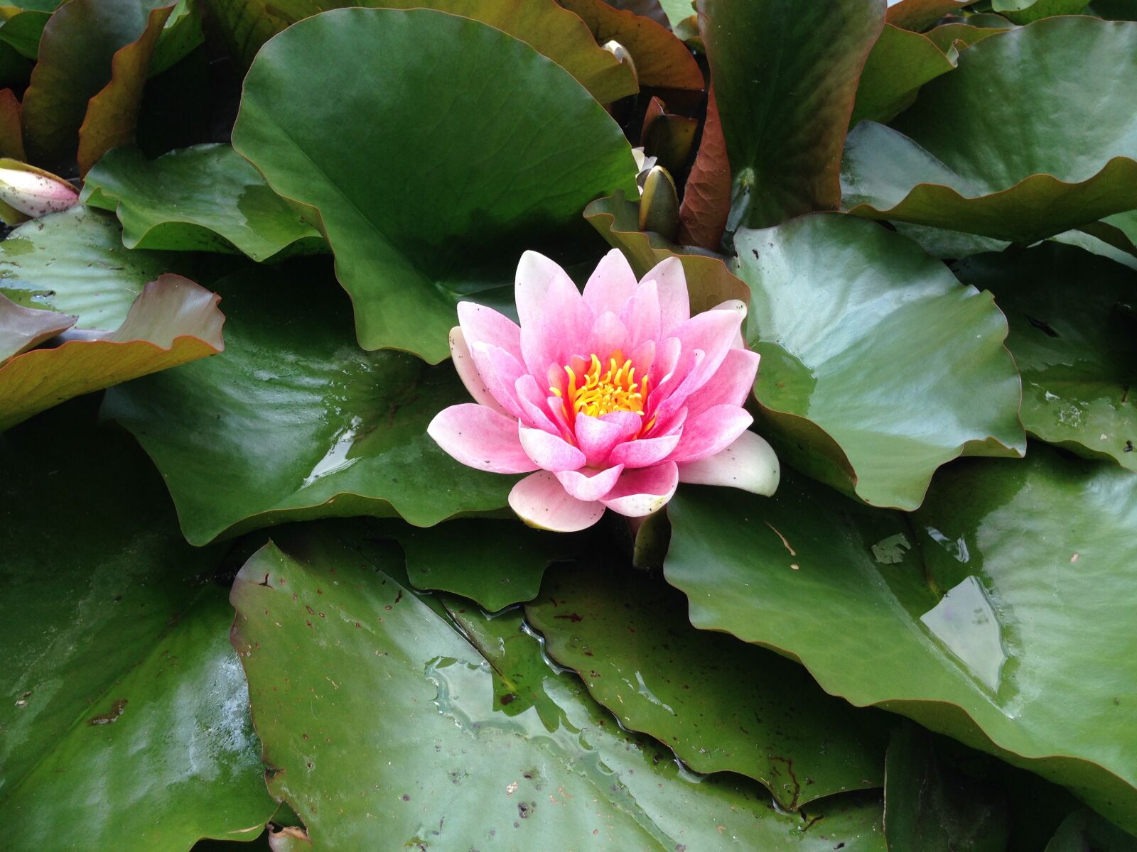 iPhone 5 back camera 4.12mm f/2.4 sample photo. Water rose, pond, beautiful photography