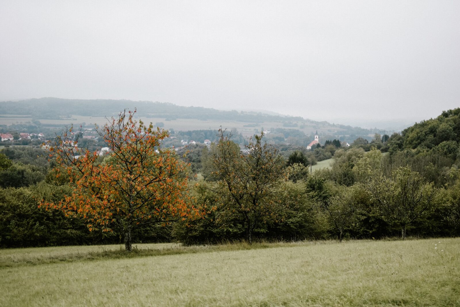 Nikon D5300 sample photo. Wood, tree, apple tree photography